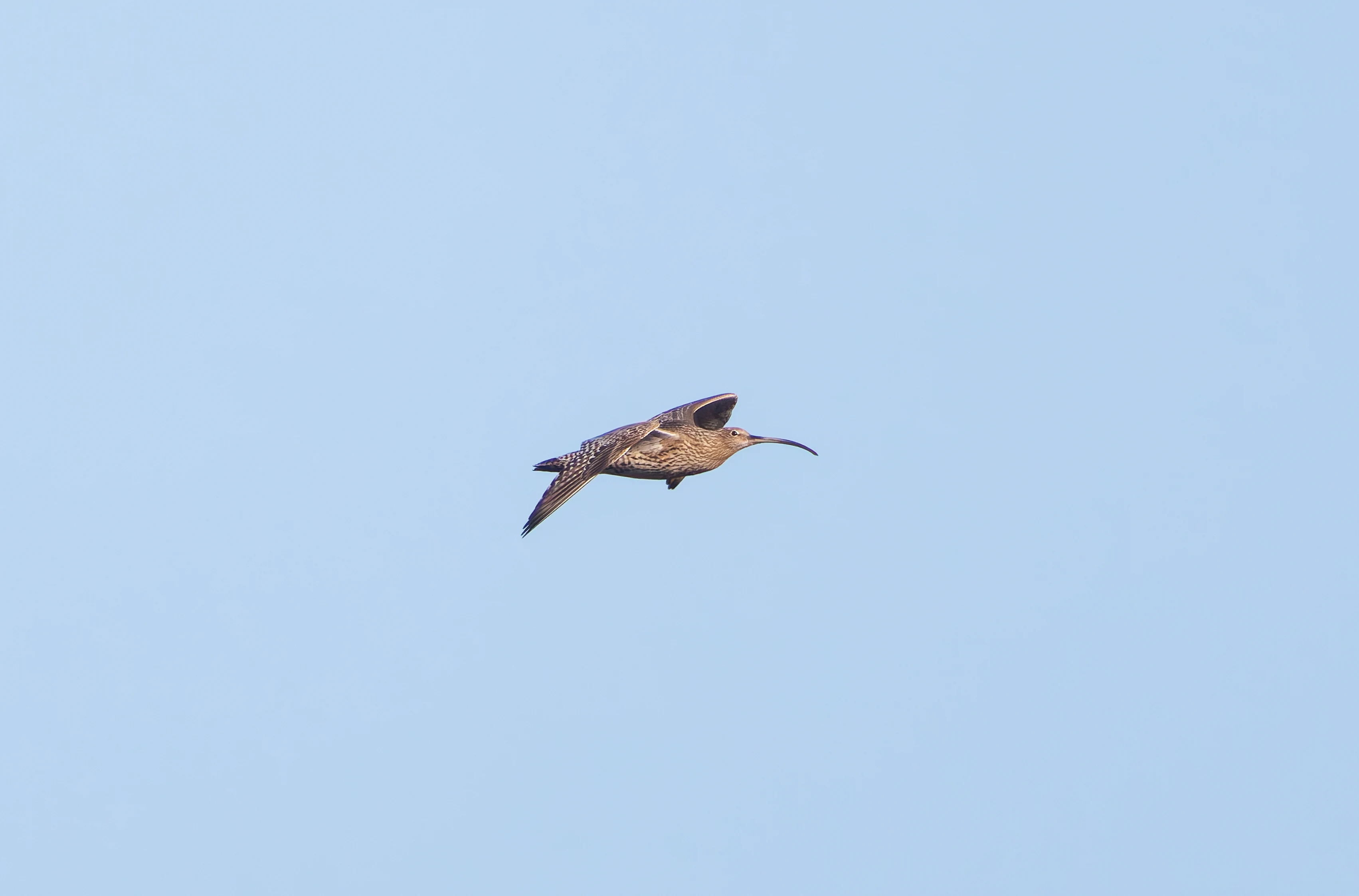 Curlew, Beaulie Road Station, Hampshire, UK — photo by Adam Prugel-Bennett