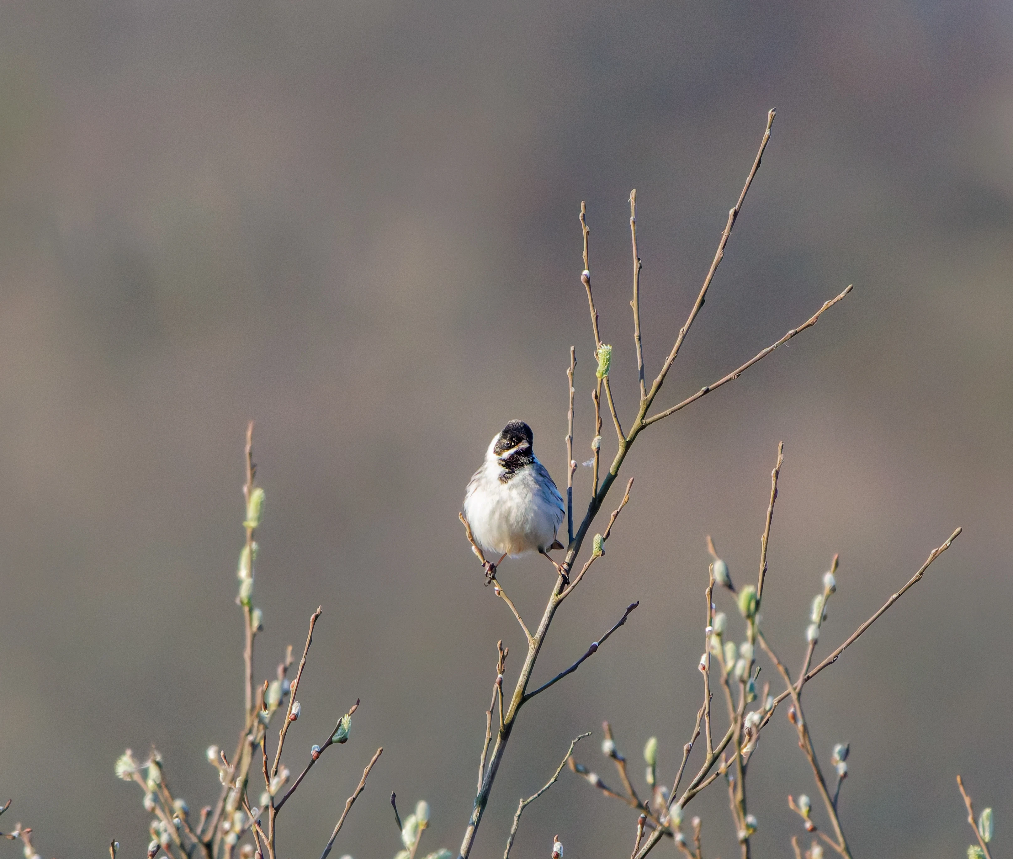 Reed Bunting, Beaulie Road Station, Hampshire, UK — photo by Adam Prugel-Bennett