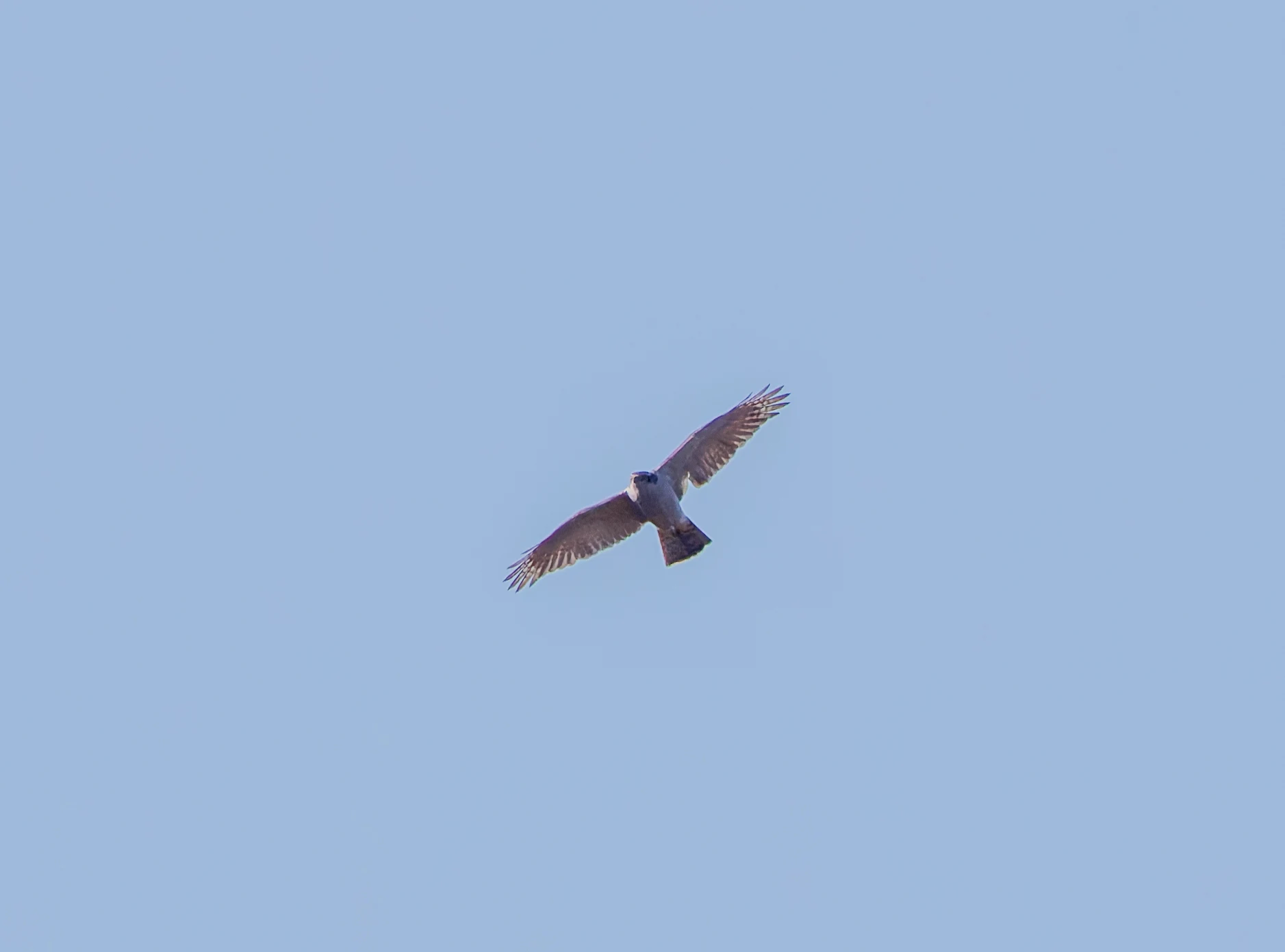 Goshawk, Beaulie Road Station, Hampshire, UK — photo by Adam Prugel-Bennett