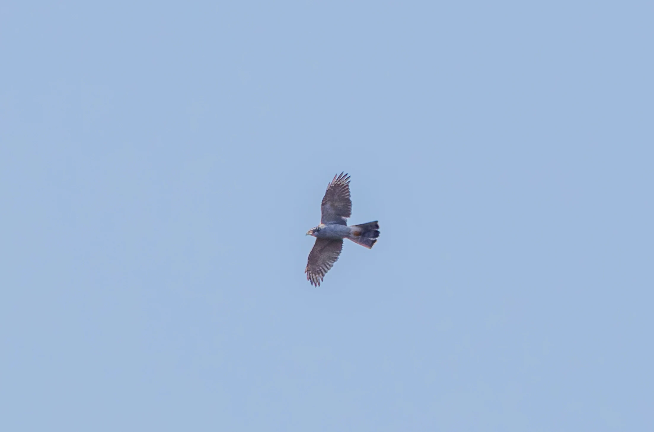 Goshawk, Beaulie Road Station, Hampshire, UK — photo by Adam Prugel-Bennett