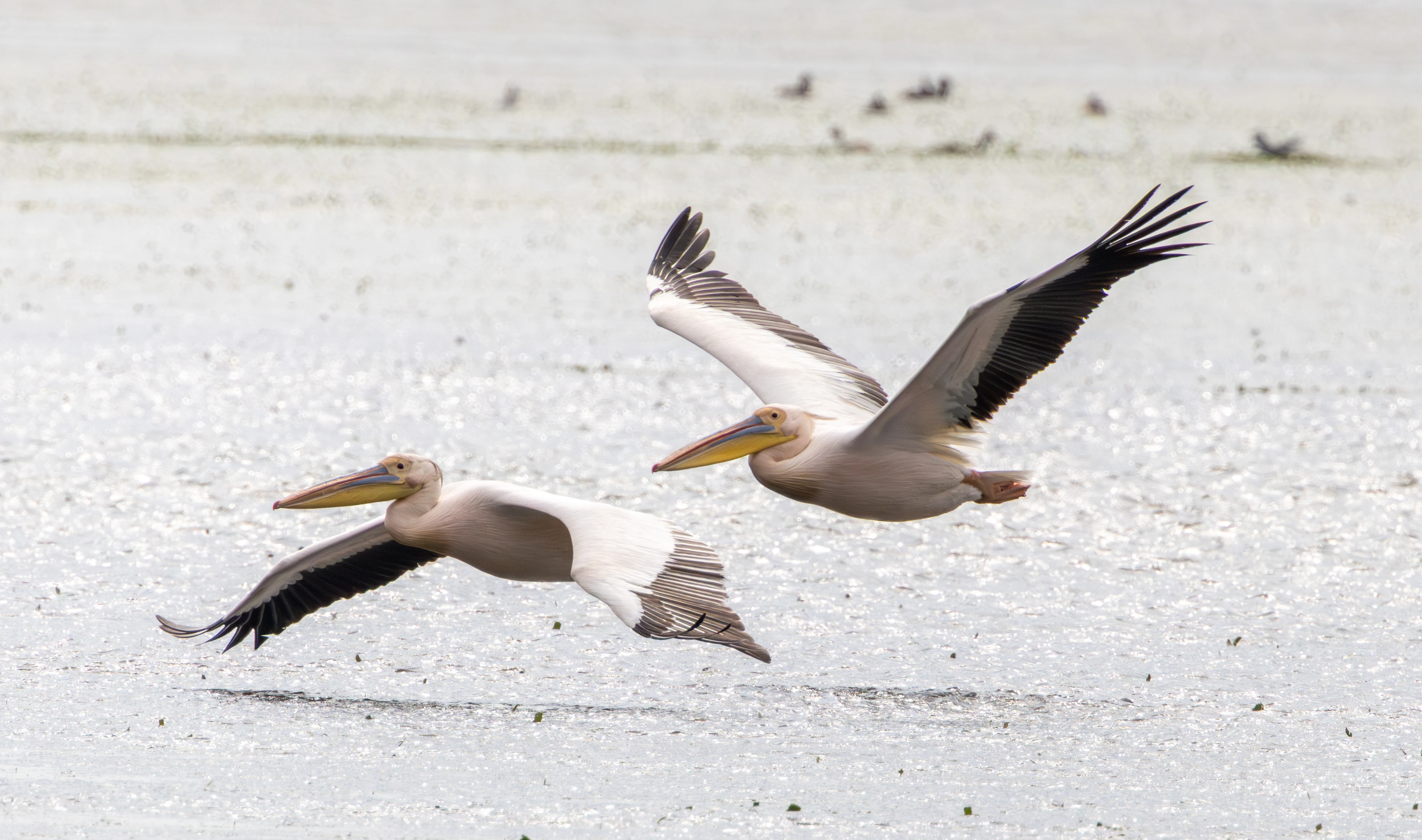 Great White Pelicans in flight, Danube Delta, Romania — photo by Adam Prugel-Bennett