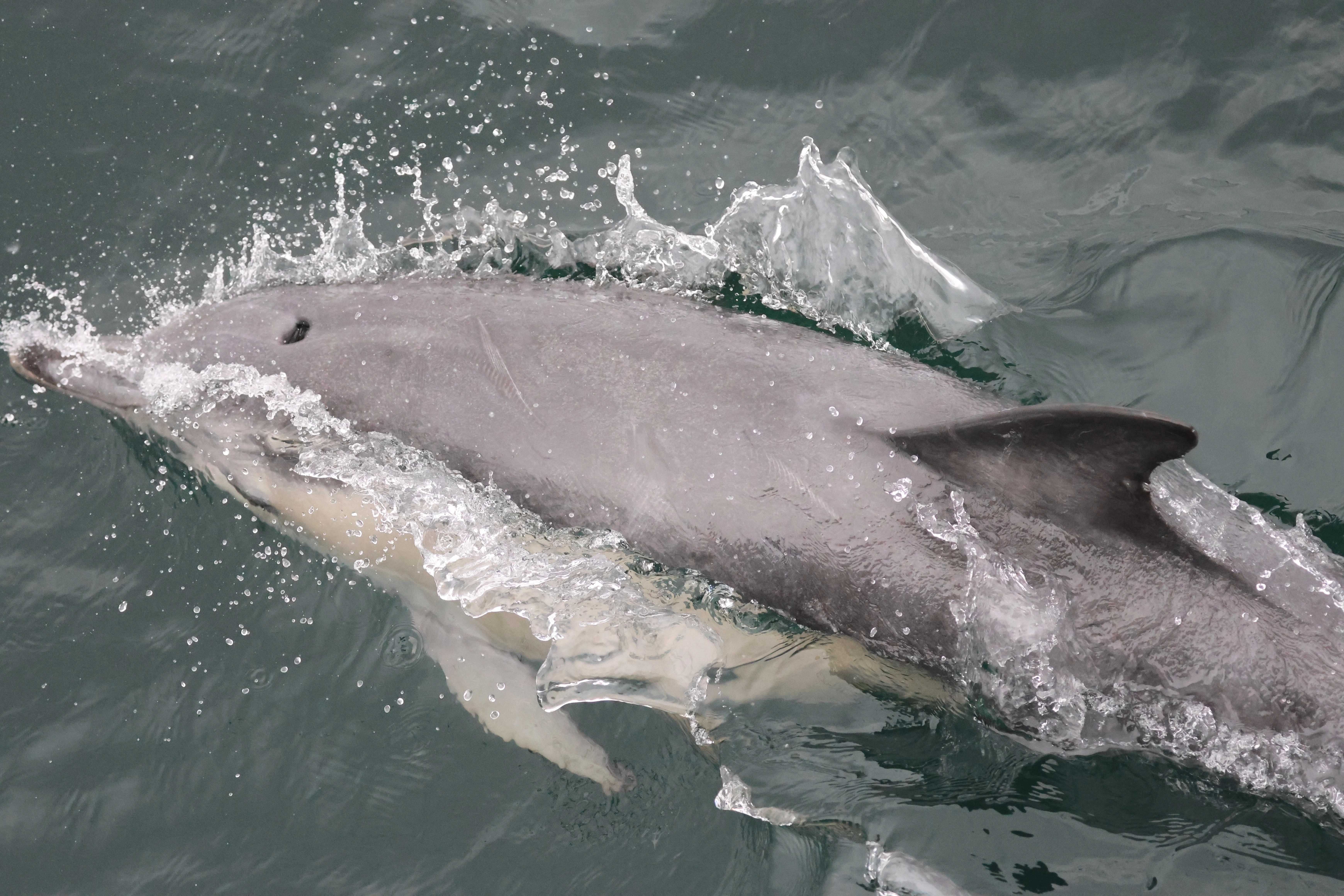Common dolphin, Falmouth, Cornwal, UK — photo by Adam Prugel-Bennett