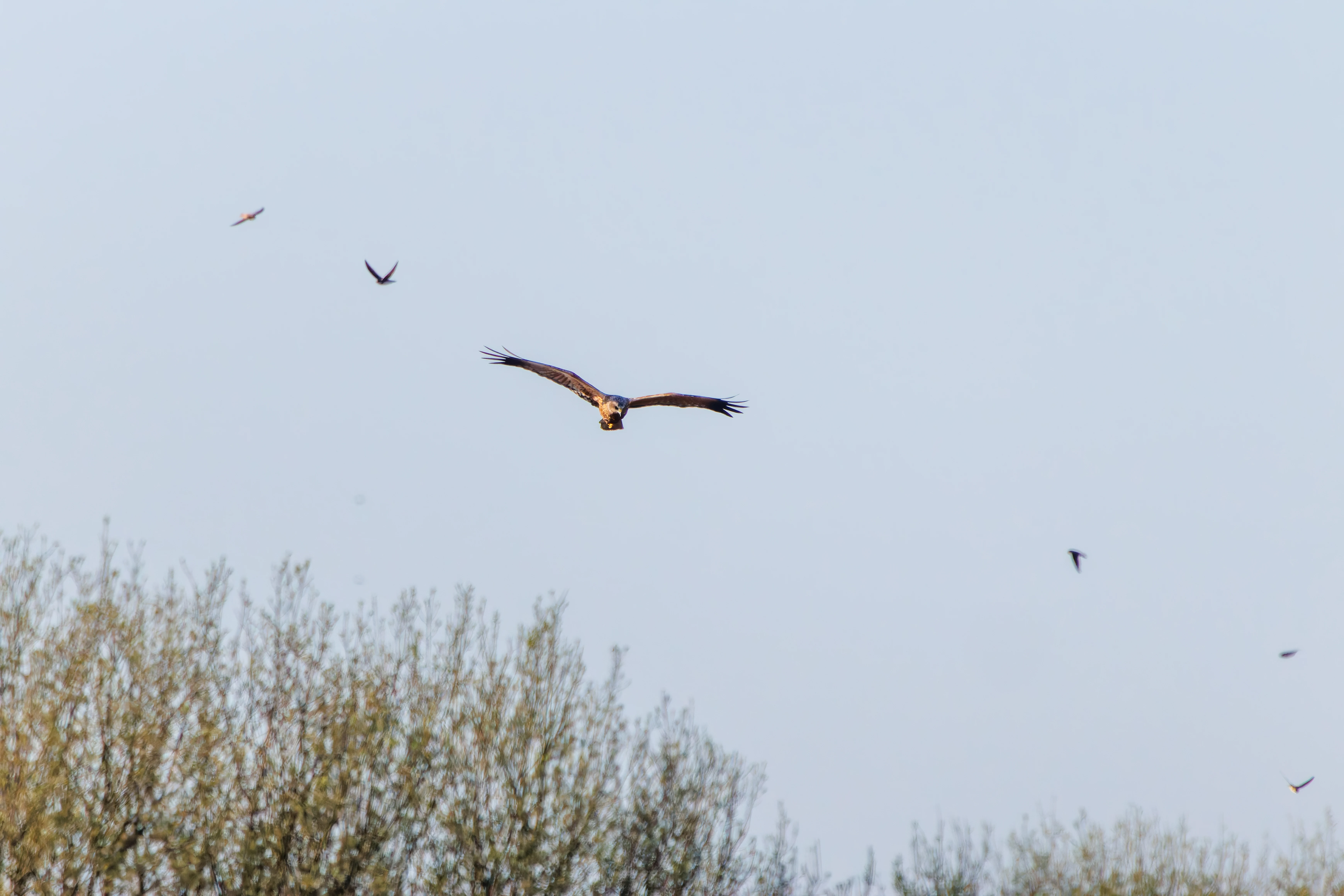 Male Marsh Harrier with Sand Martins, Ham Wall, Somerset, UK — photo by Adam Prugel-Bennett