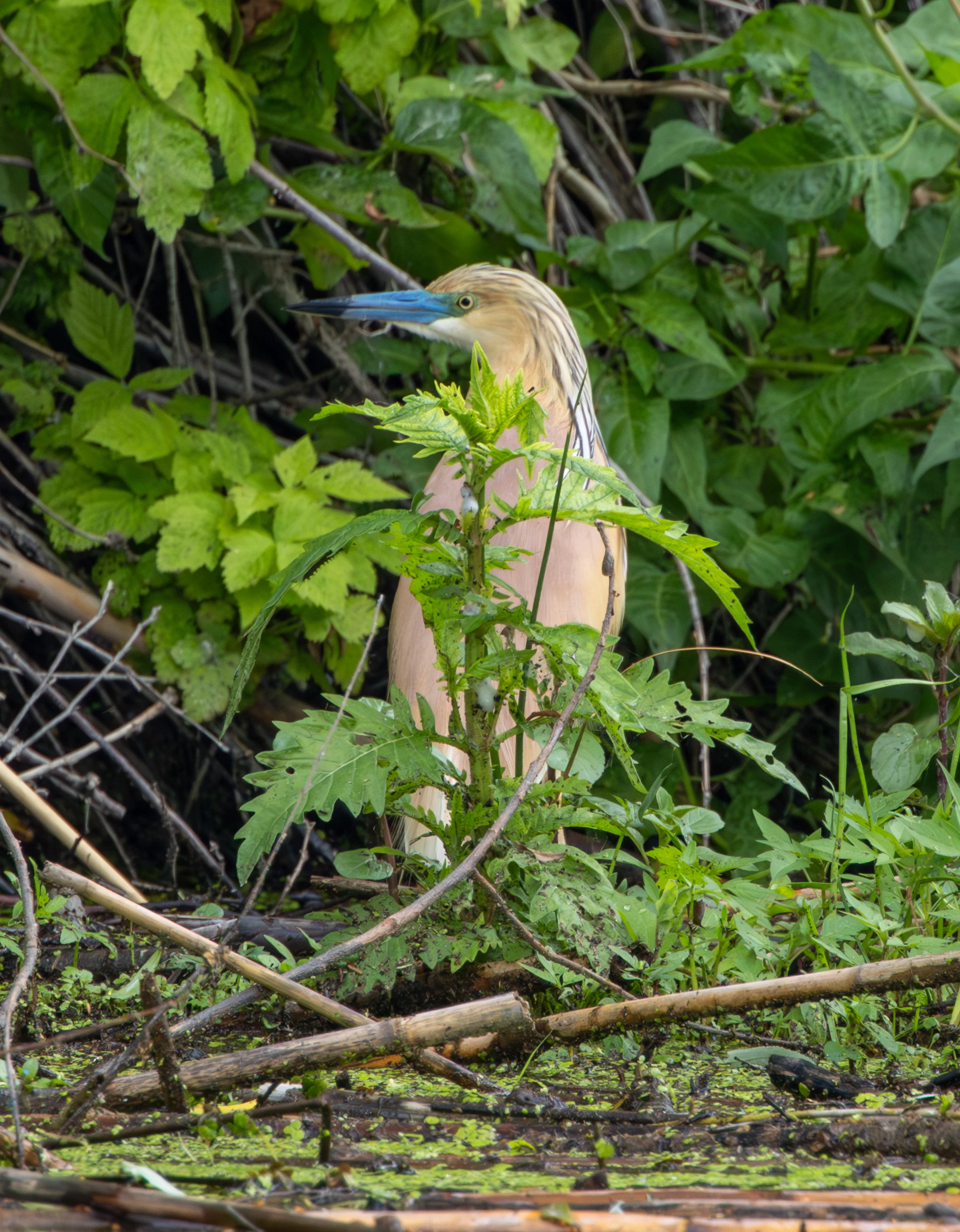 Squacco Heron, Danube Delta, Romania — photo by Adam Prugel-Bennett