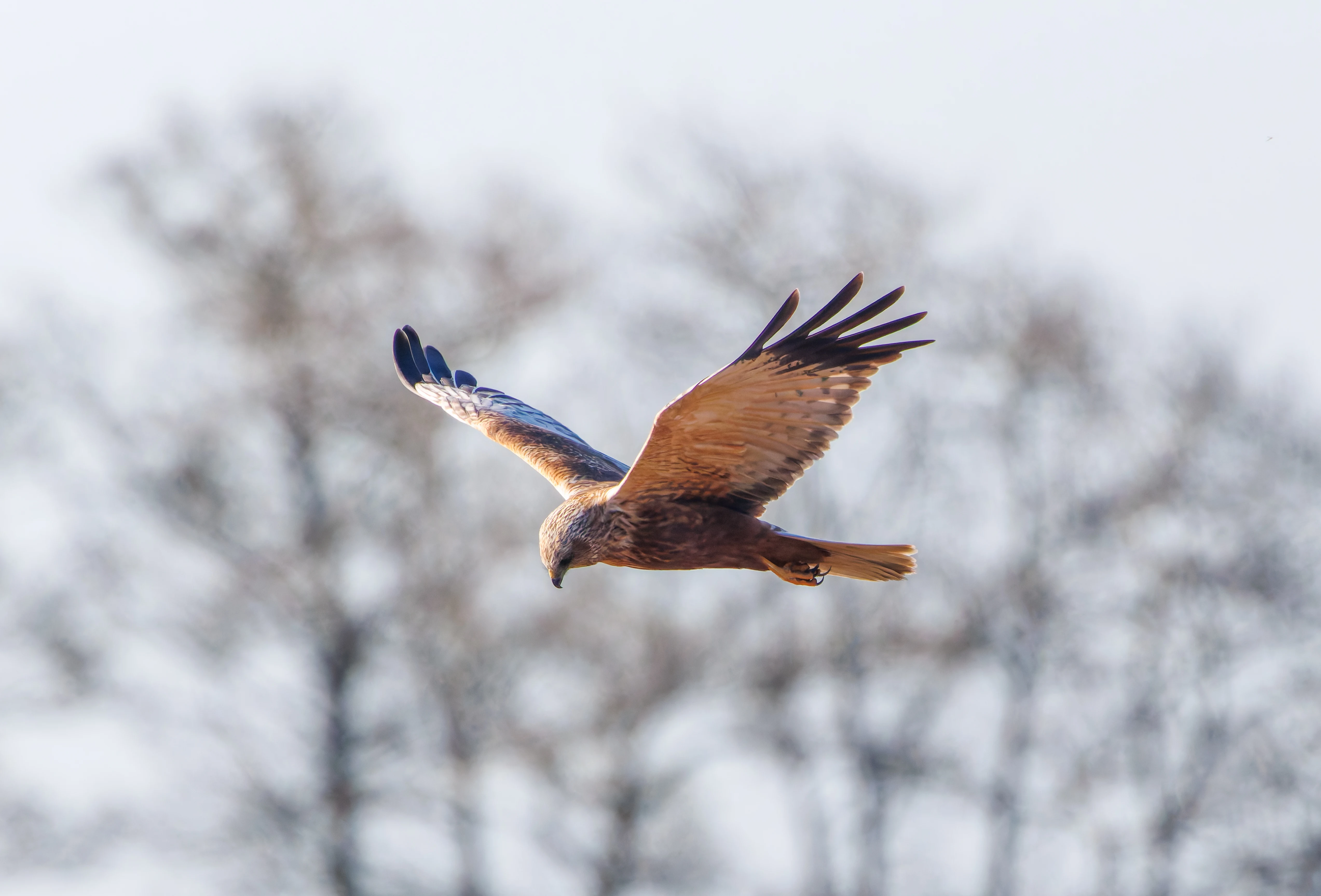Male Marsh Harrier, Ham Wall, Somerset, UK — photo by Adam Prugel-Bennett