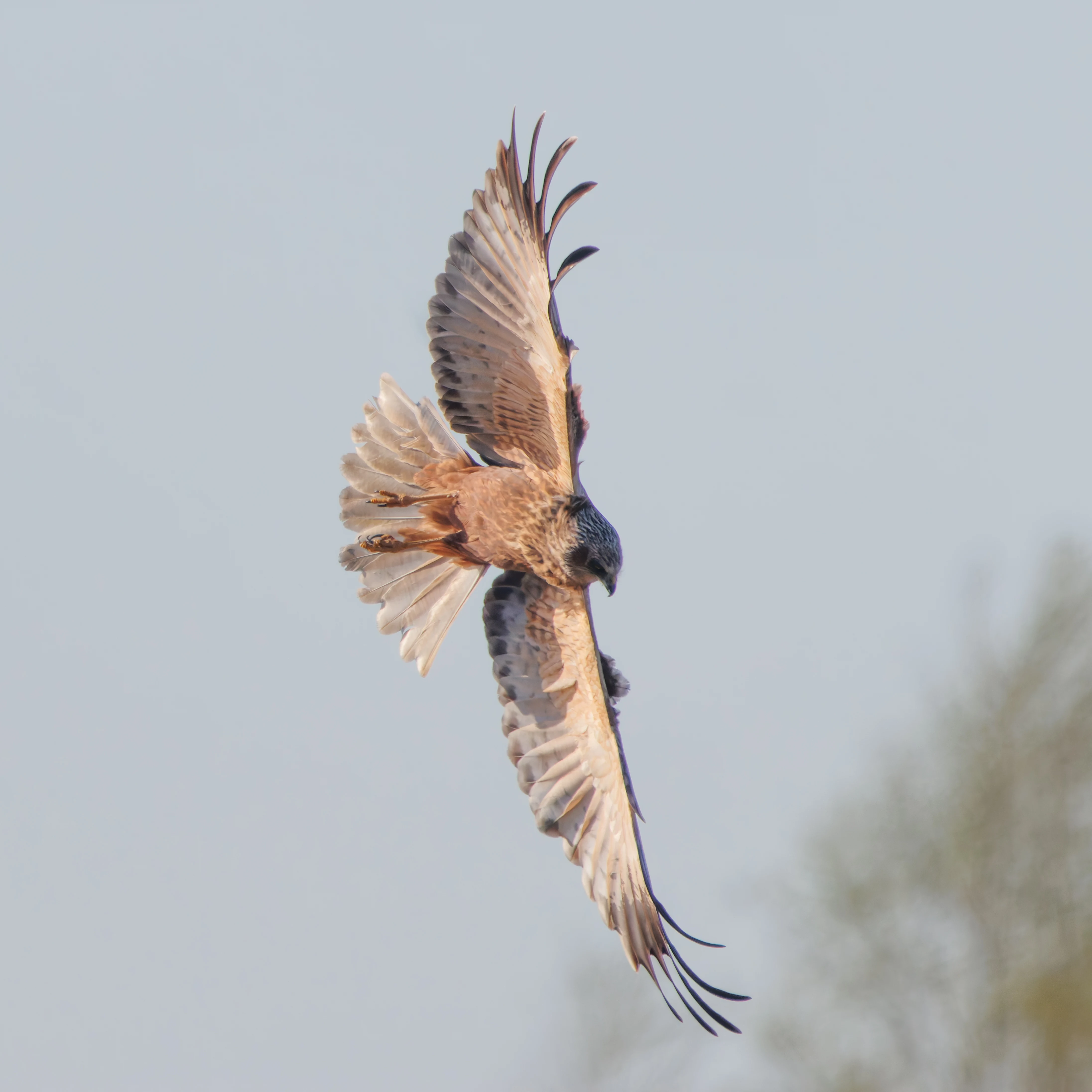 Male Marsh Harrier, Ham Wall, Somerset, UK — photo by Adam Prugel-Bennett