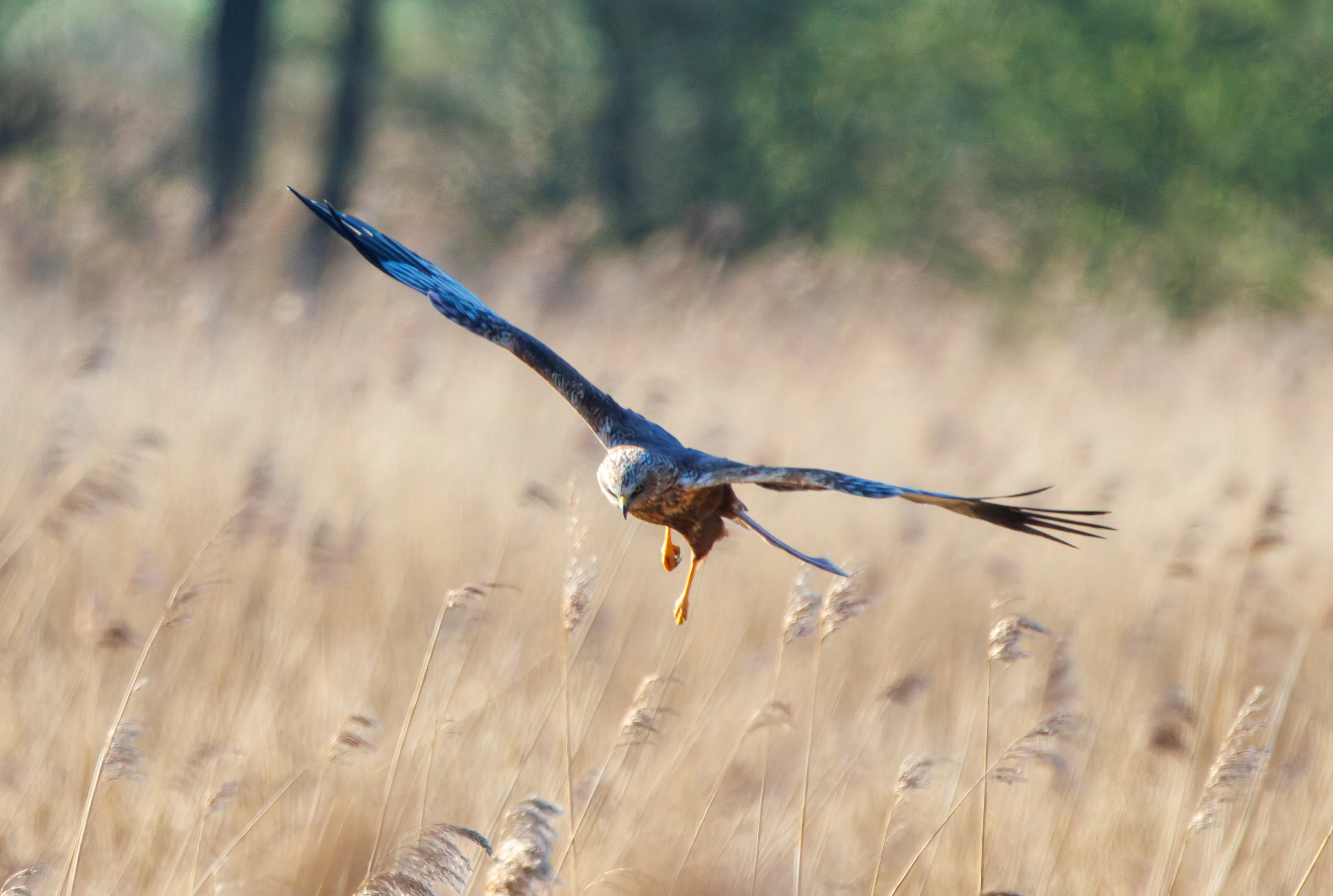 Male Marsh Harrier, Ham Wall, Somerset, UK — photo by Adam Prugel-Bennett