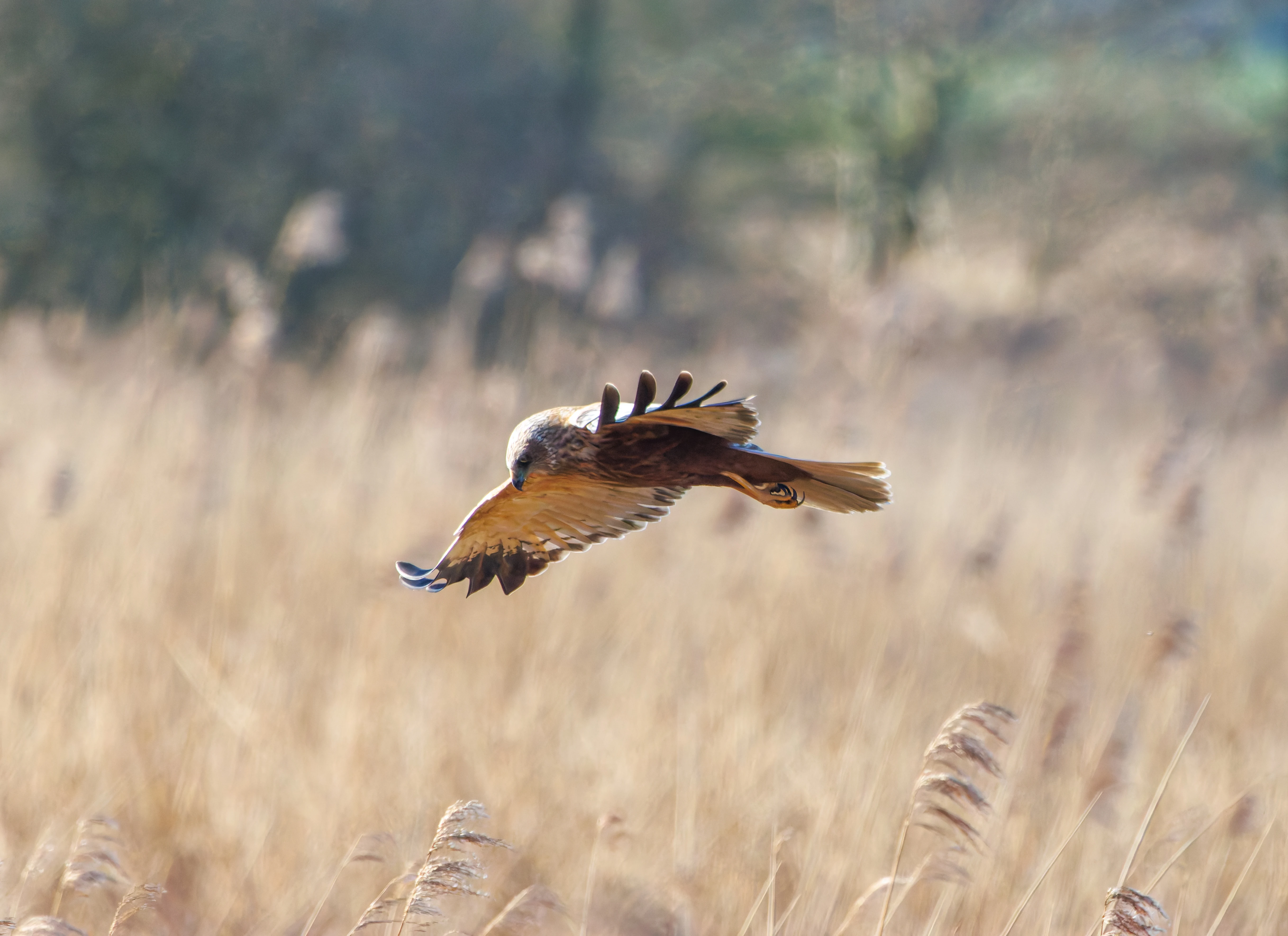 Male Marsh Harrier, Ham Wall, Somerset, UK — photo by Adam Prugel-Bennett