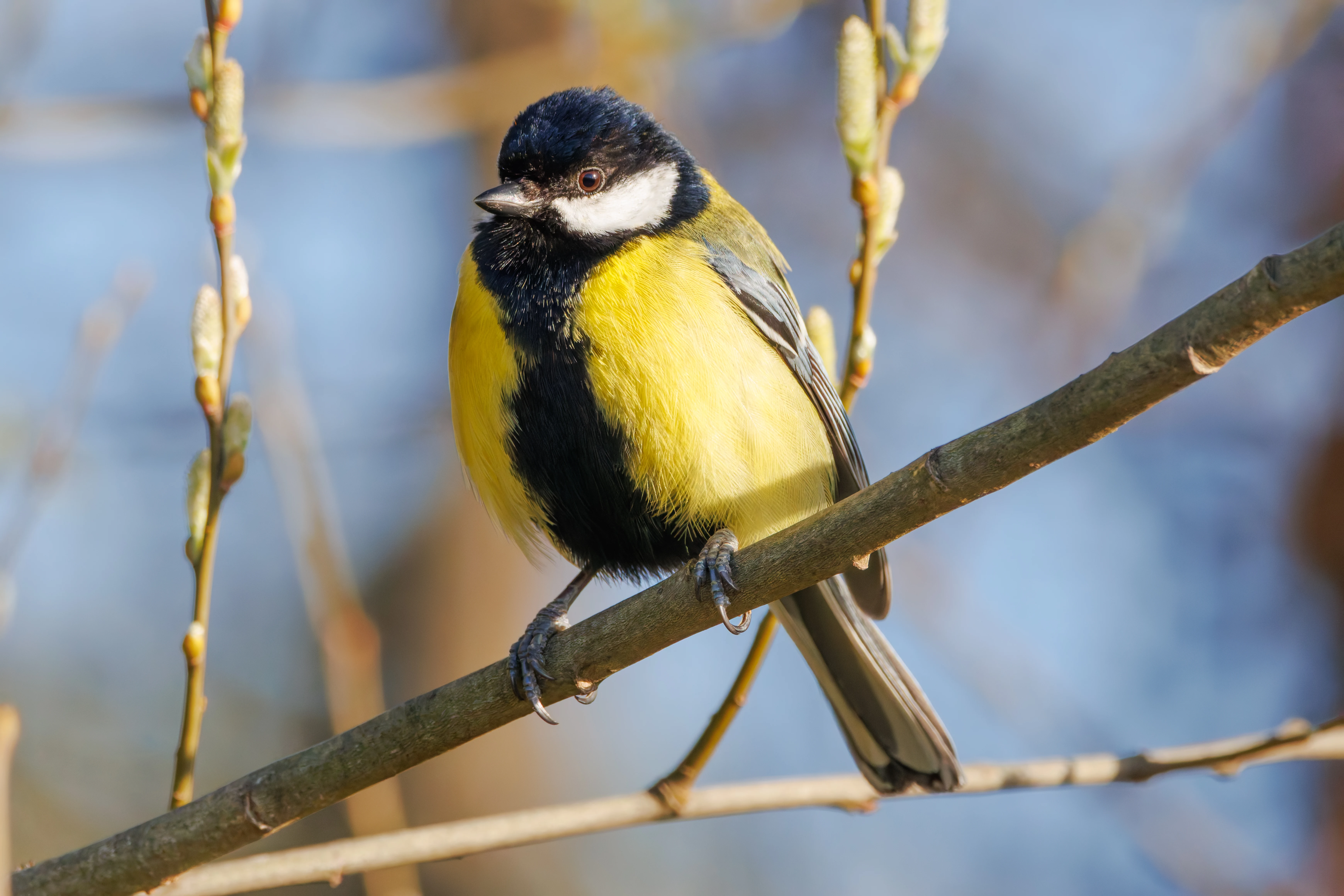 Great Tit, Ham Wall, Somerset, UK — photo by Adam Prugel-Bennett