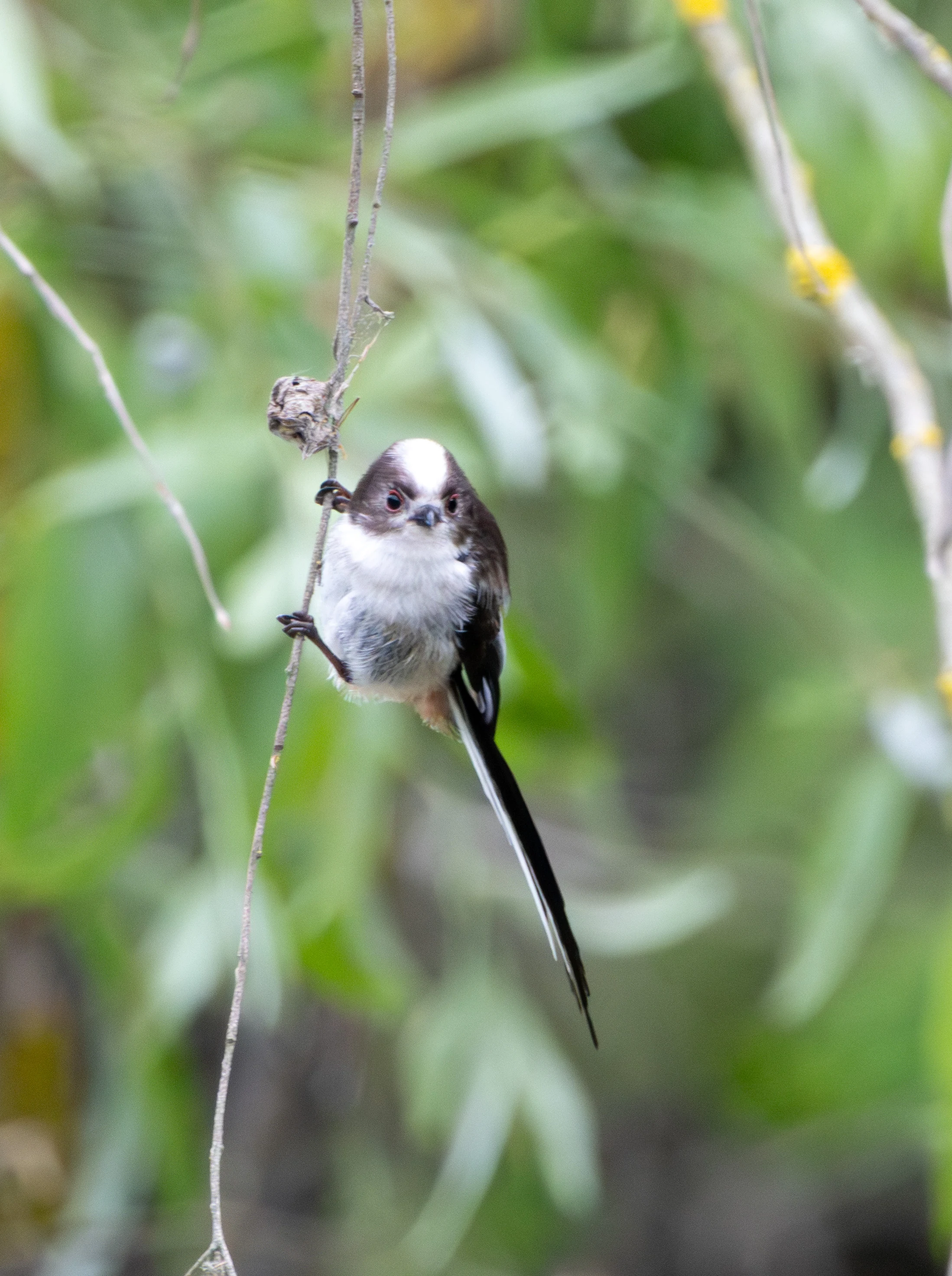 Long-tailed Tit, Danube Delta, Romania — photo by Adam Prugel-Bennett