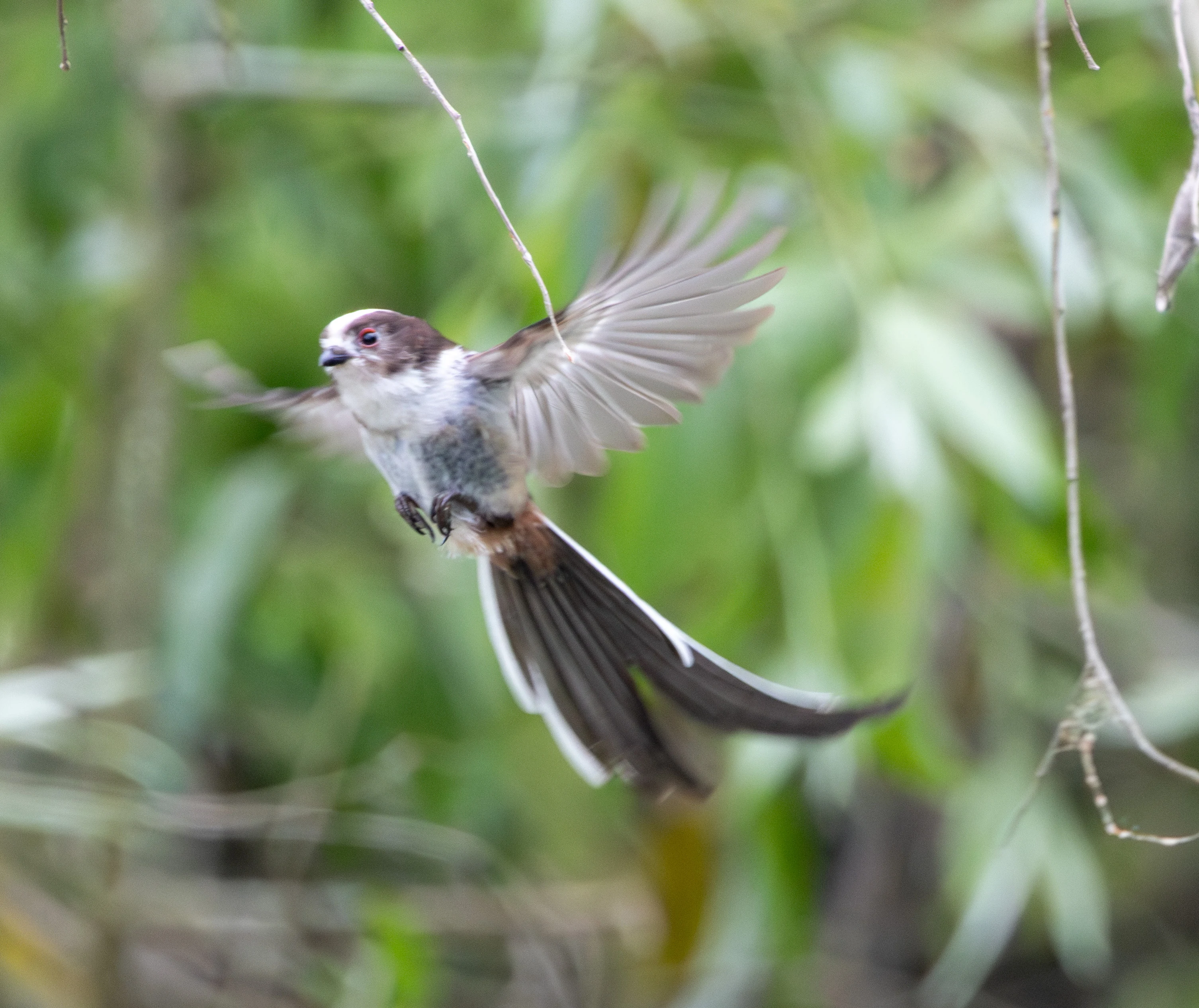 Long-tailed Tit in flight, Danube Delta, Romania — photo by Adam Prugel-Bennett