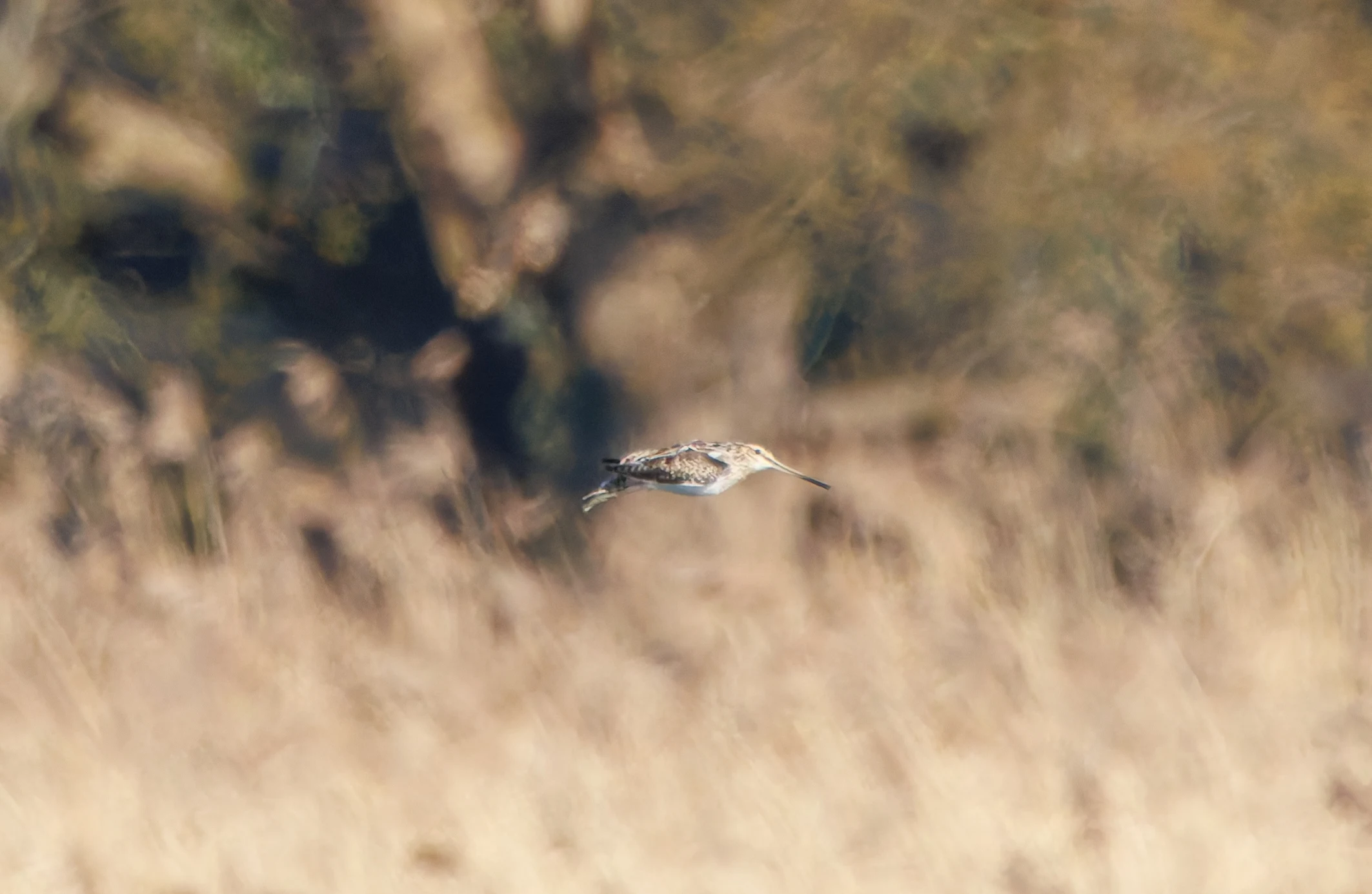Snipe, Ham Wall, Somerset, UK — photo by Adam Prugel-Bennett