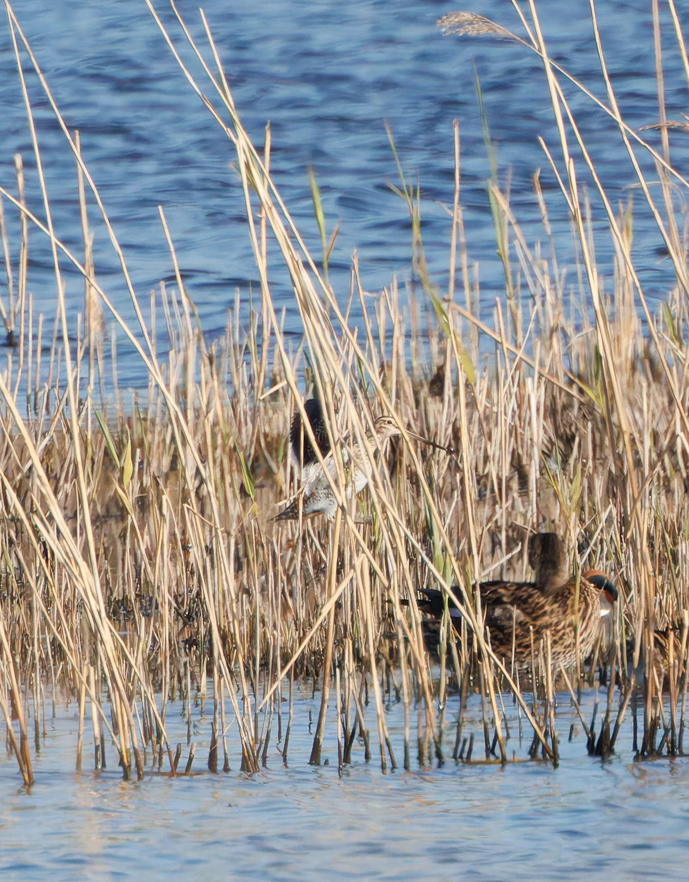 Snipe, Ham Wall, Somerset, UK — photo by Adam Prugel-Bennett