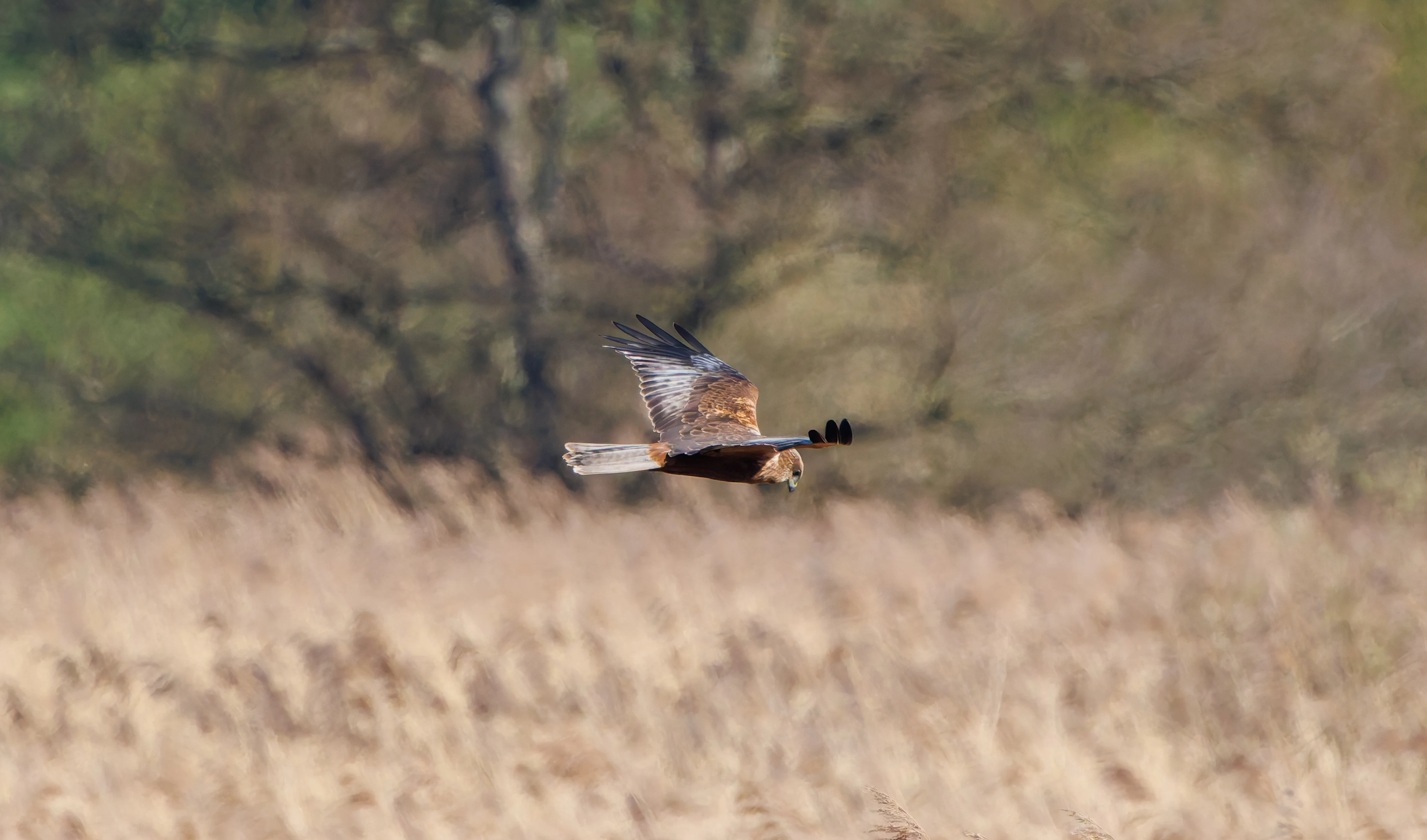 Male Marsh Harrier, Ham Wall, Somerset, UK — photo by Adam Prugel-Bennett