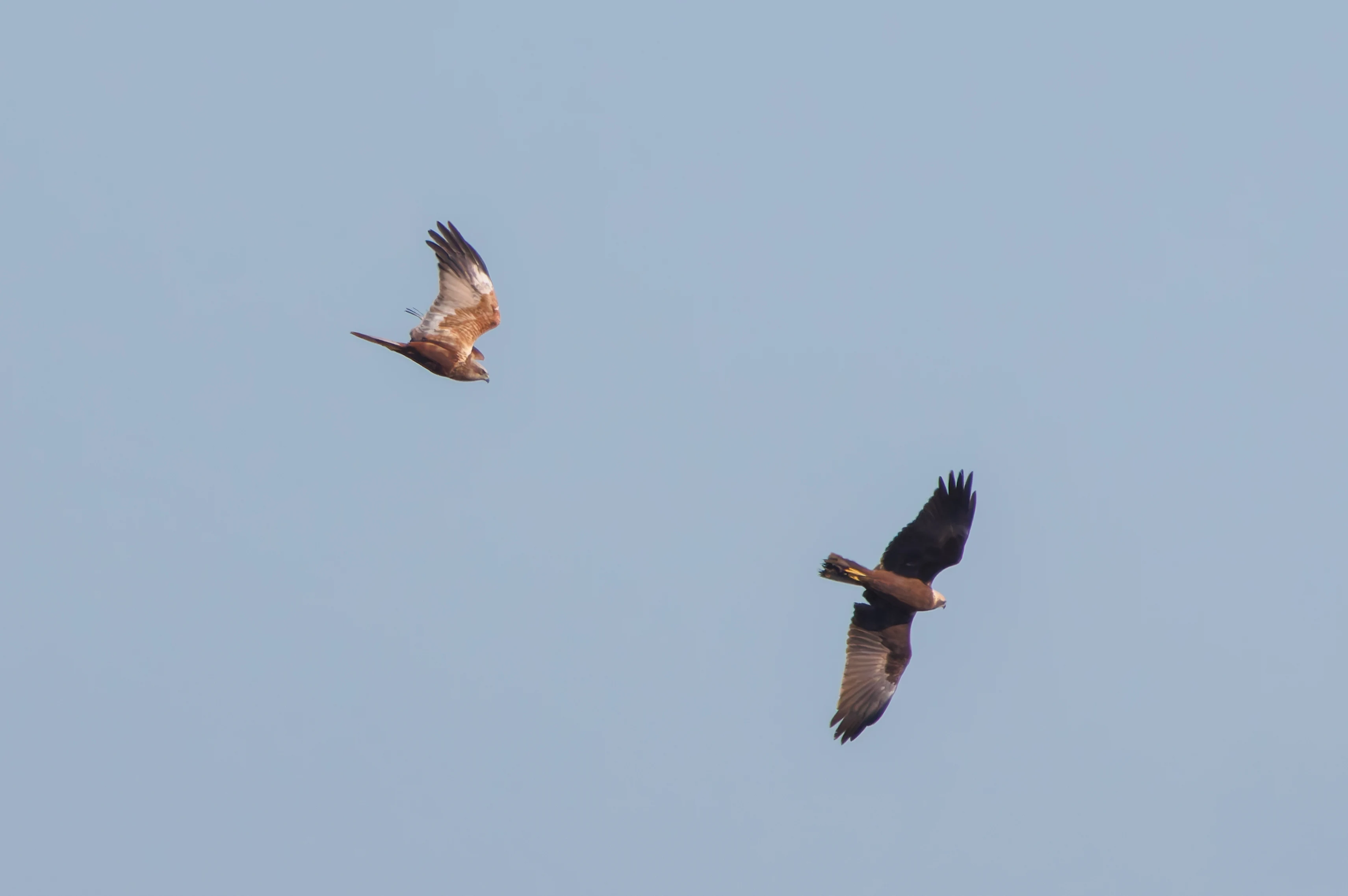 Marsh Harriers, Ham Wall, Somerset, UK — photo by Adam Prugel-Bennett