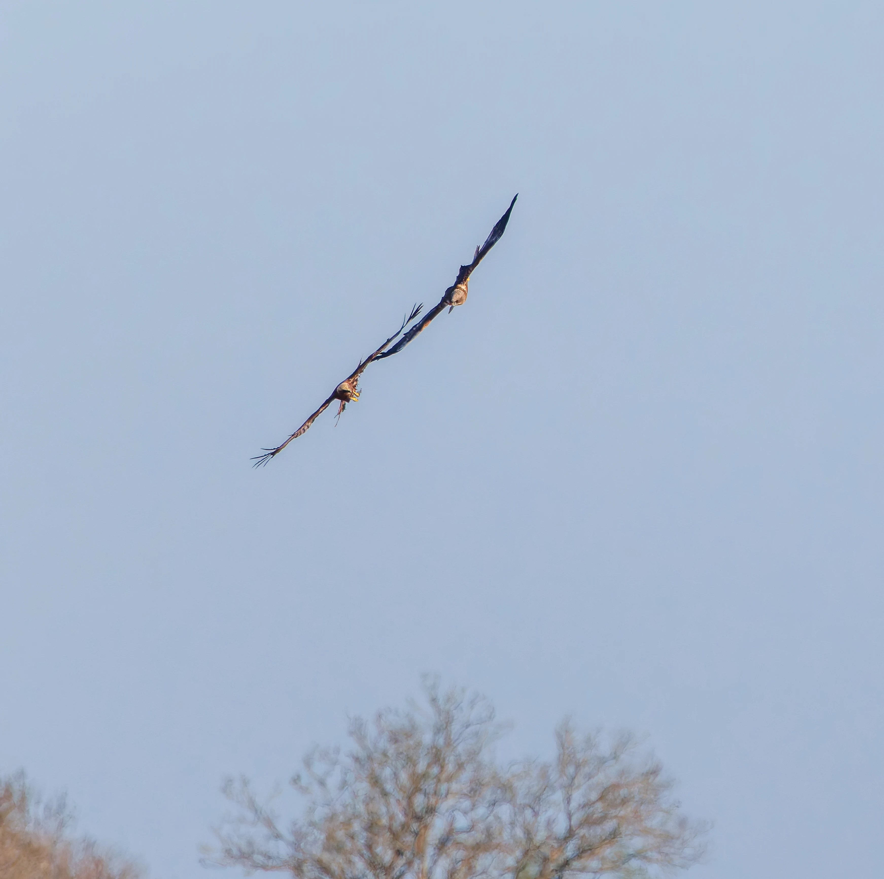 Marsh Harriers, Ham Wall, Somerset, UK — photo by Adam Prugel-Bennett