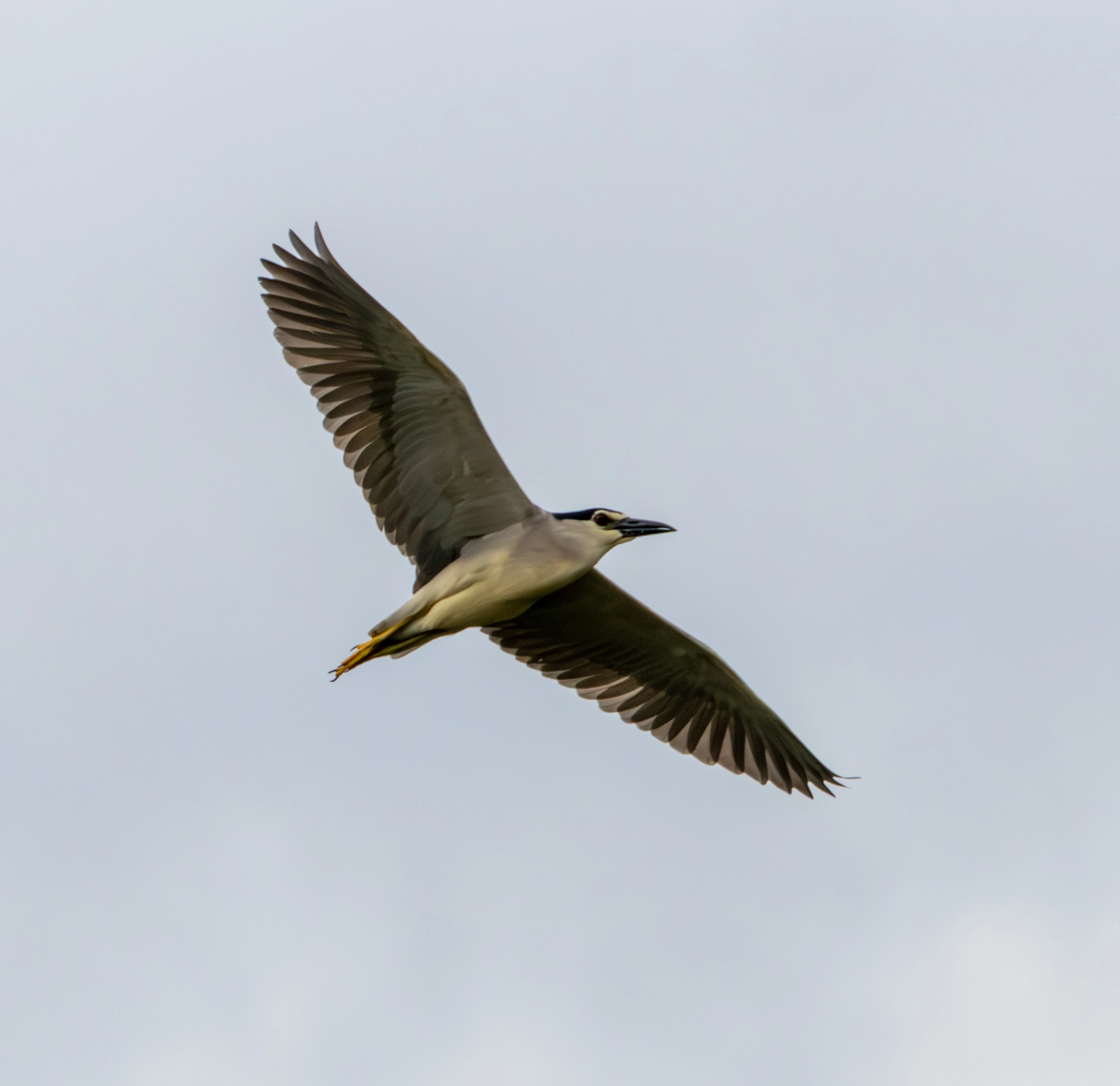 Black-crowned Night Heron in flight, Danube Delta, Romania — photo by Adam Prugel-Bennett