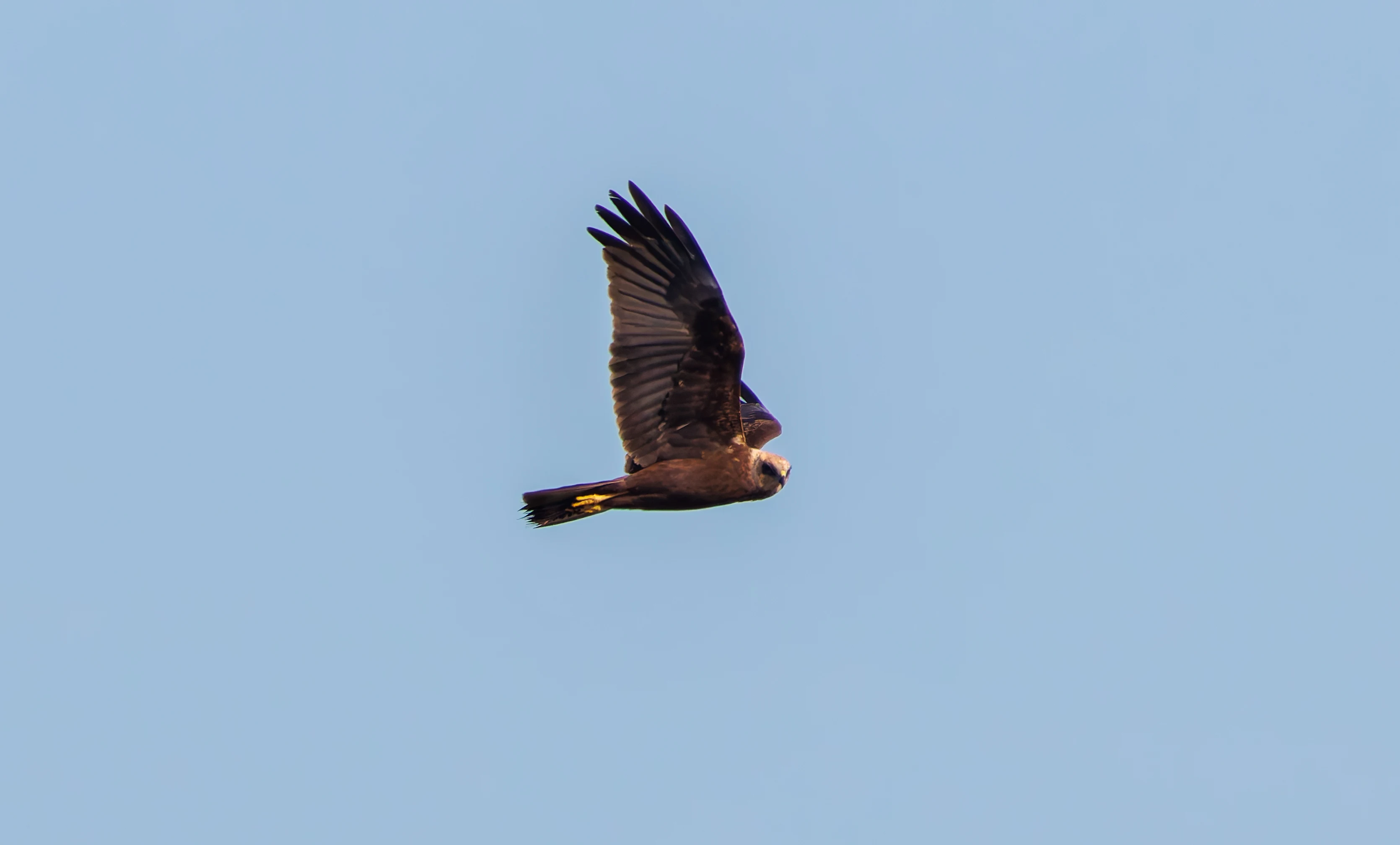 Female Marsh Harrier, Ham Wall, Somerset, UK — photo by Adam Prugel-Bennett