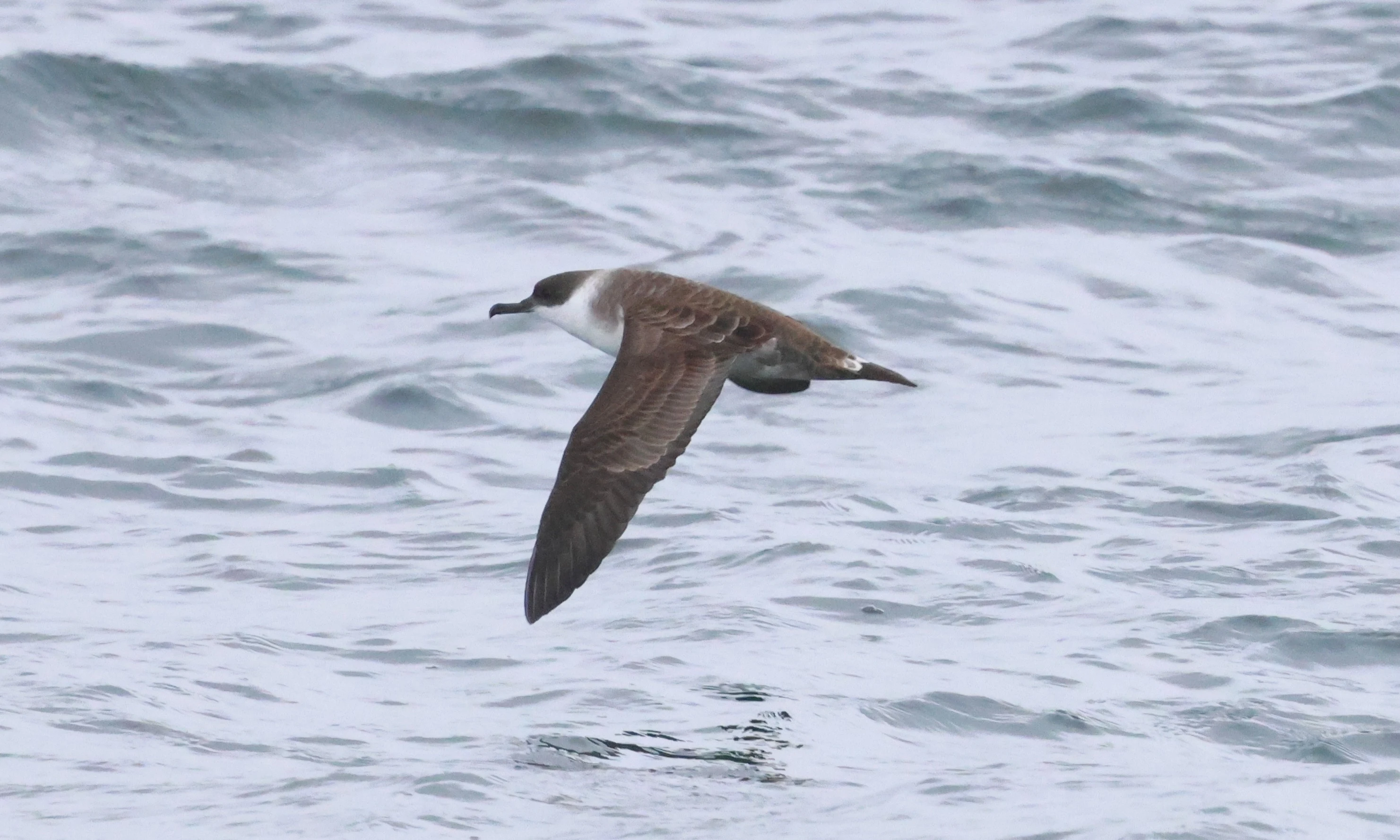 Great shearwater, Falmouth, Cornwal, UK — photo by Adam Prugel-Bennett