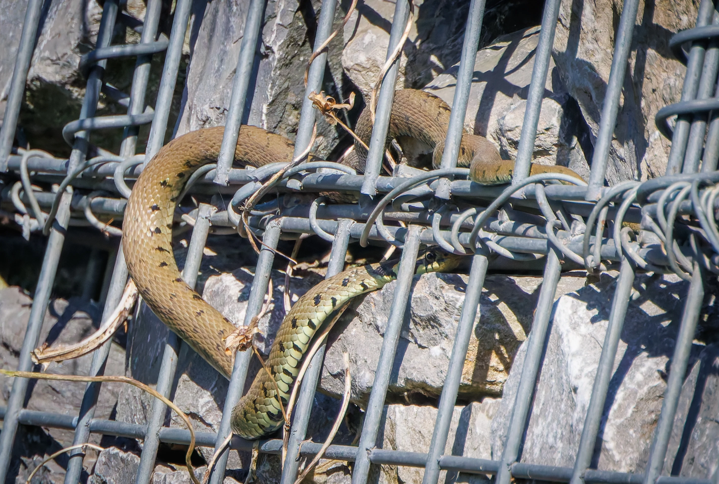 Grass Snake, Ham Wall, Somerset, UK — photo by Adam Prugel-Bennett