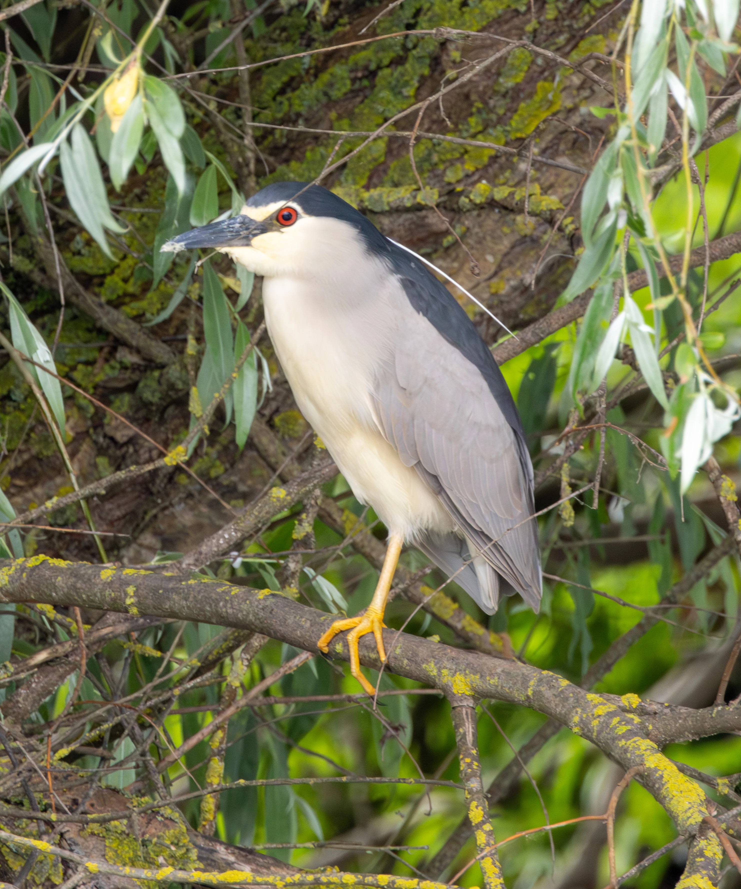 Black-crowned Night Heron, Danube Delta, Romania — photo by Adam Prugel-Bennett