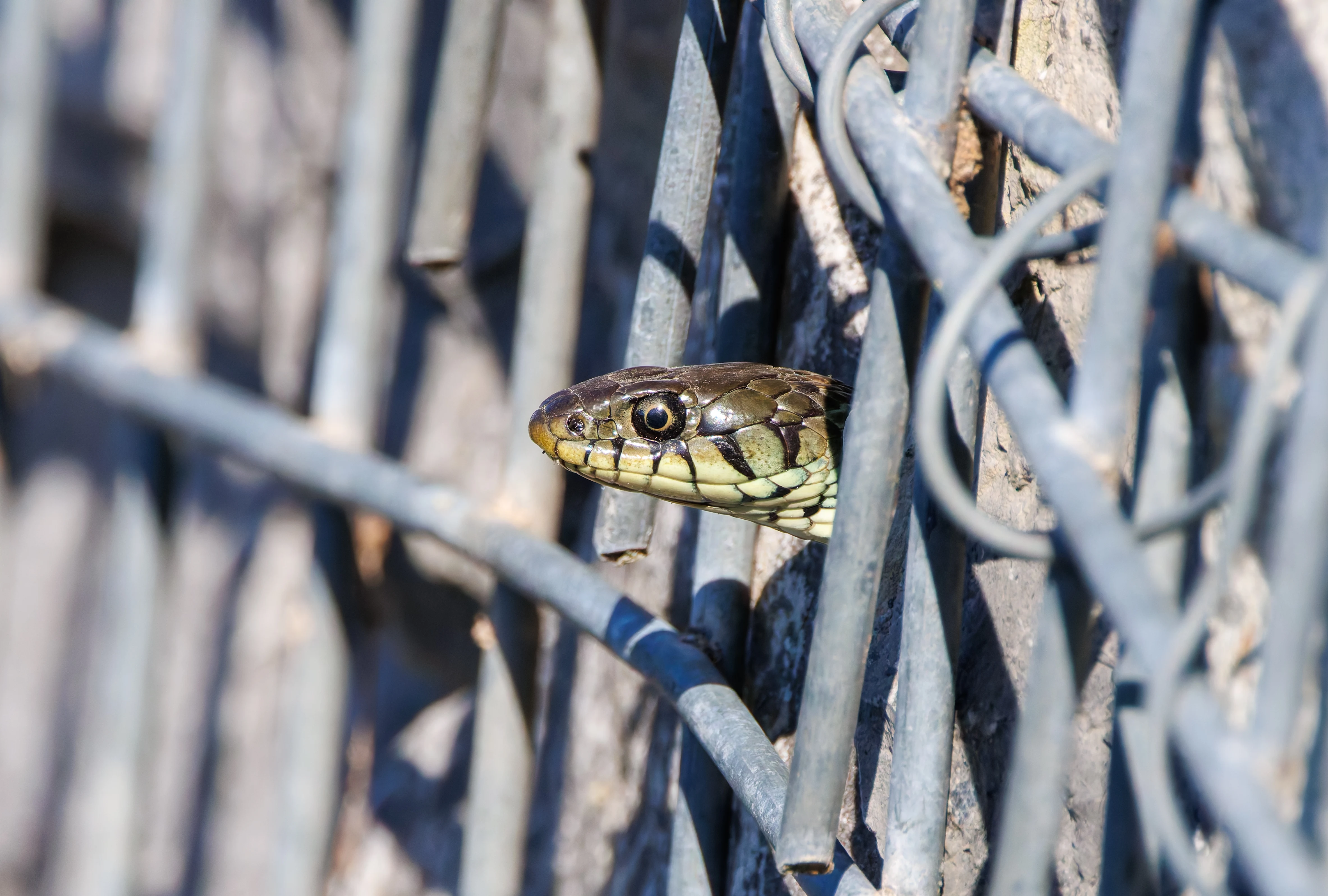 Grass Snake, Ham Wall, Somerset, UK — photo by Adam Prugel-Bennett