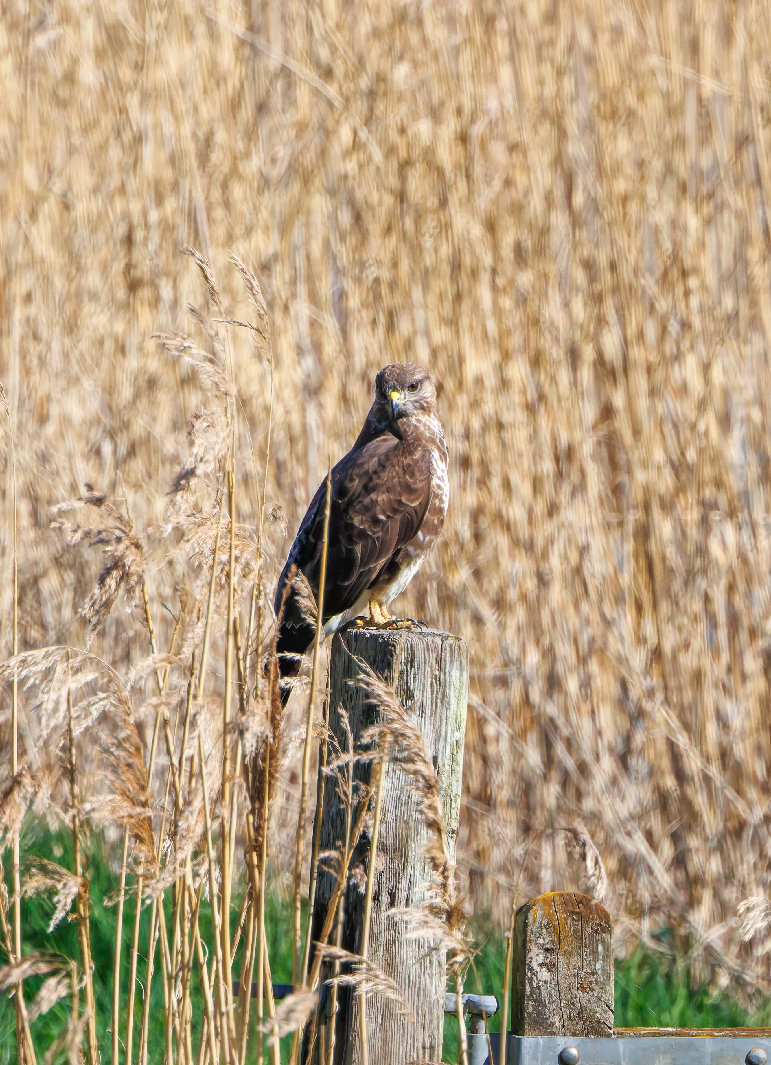 Buzzard, Ham Wall, Somerset, UK — photo by Adam Prugel-Bennett
