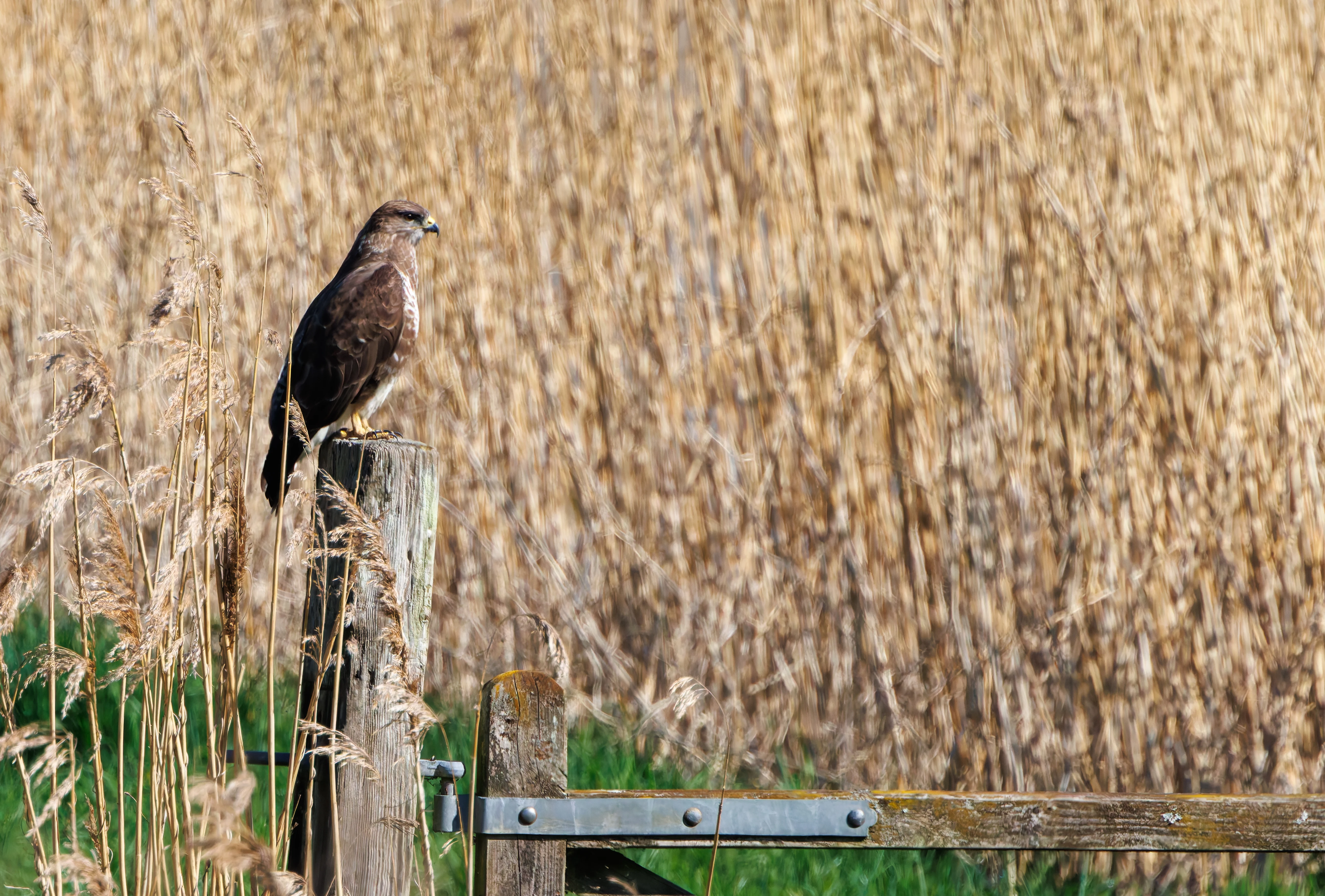 Buzzard, Ham Wall, Somerset, UK — photo by Adam Prugel-Bennett