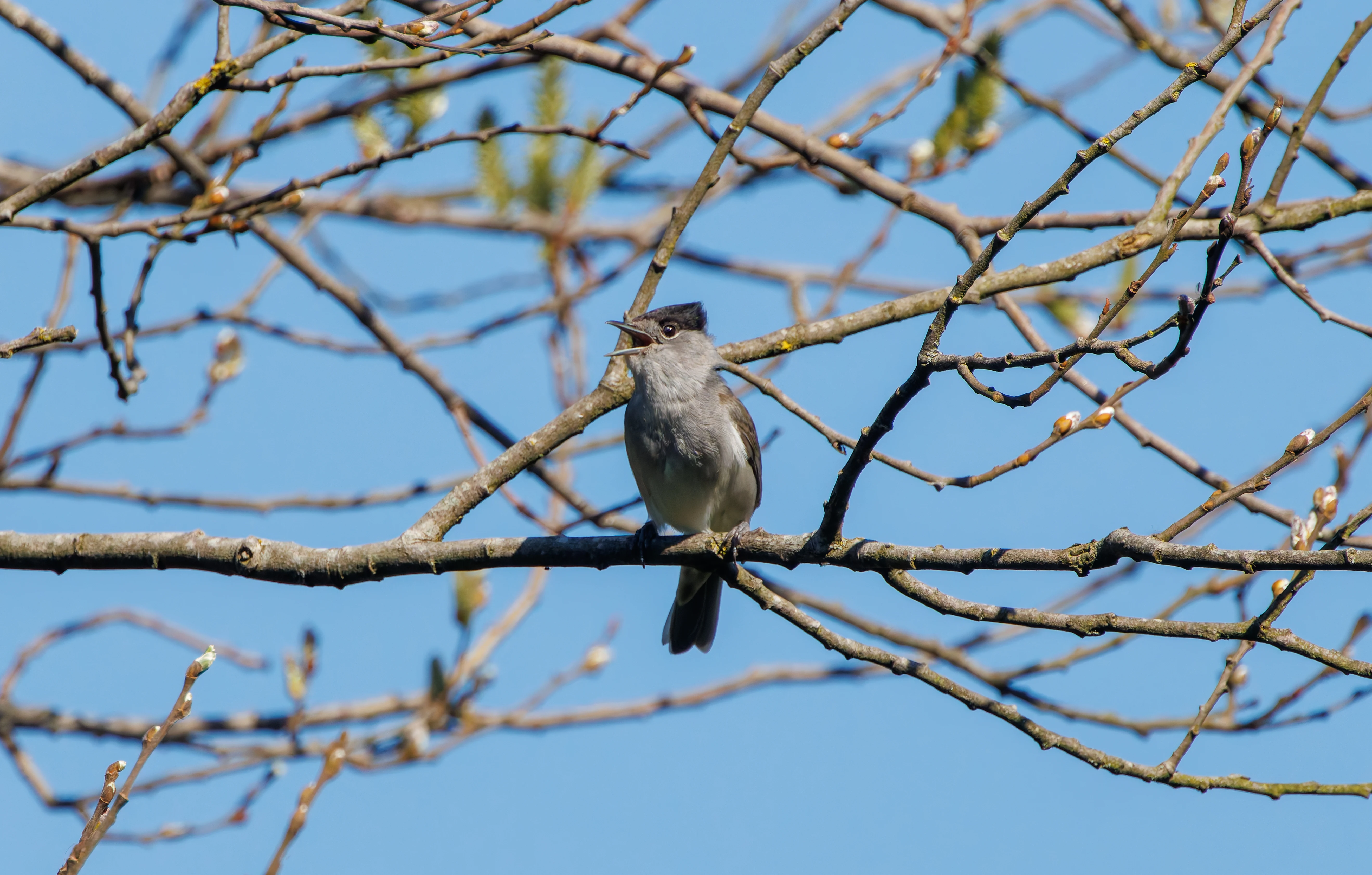 Blackcap, Ham Wall, Somerset, UK — photo by Adam Prugel-Bennett
