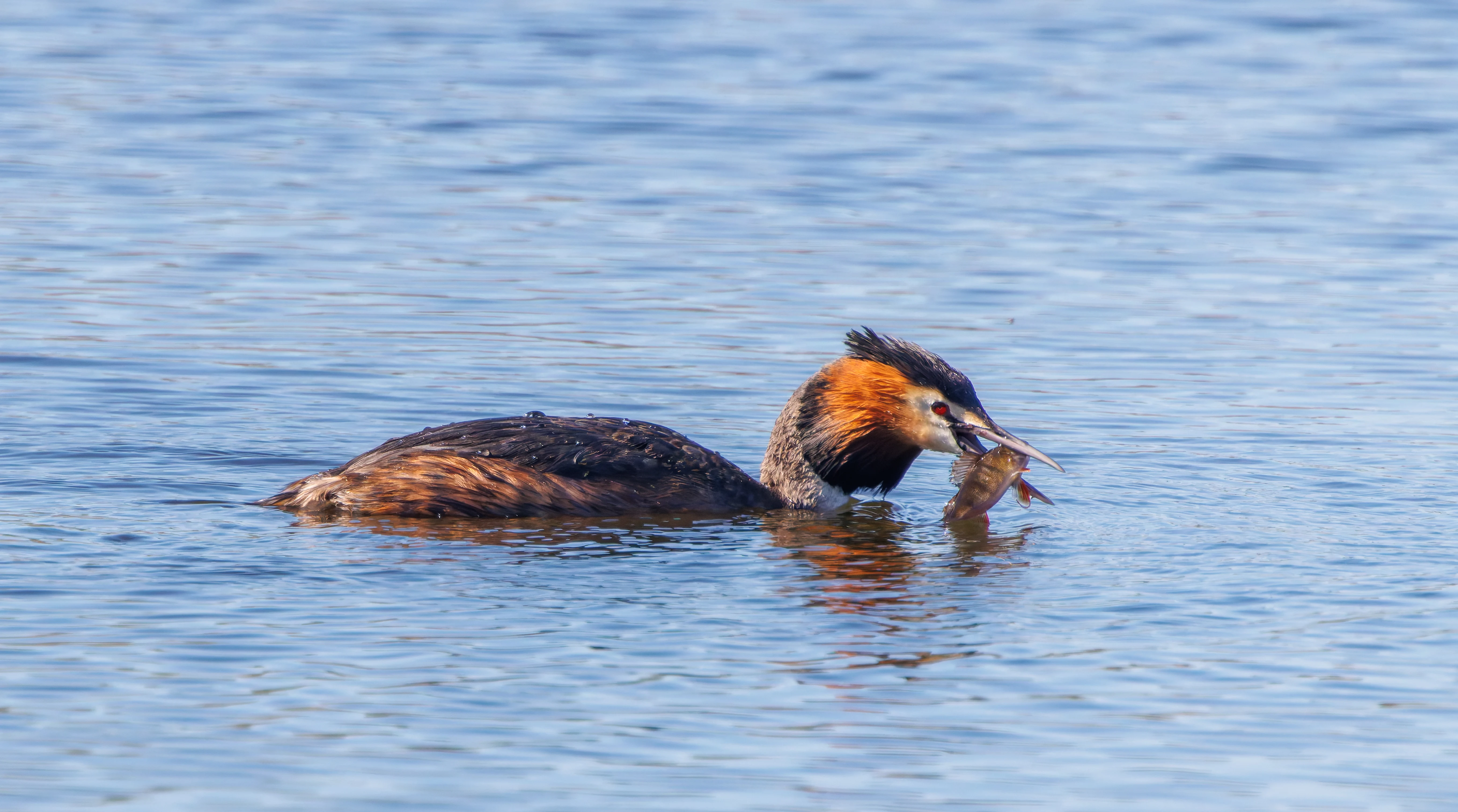 Great Crested Grebe with Perch (Fish), Ham Wall, Somerset, UK — photo by Adam Prugel-Bennett
