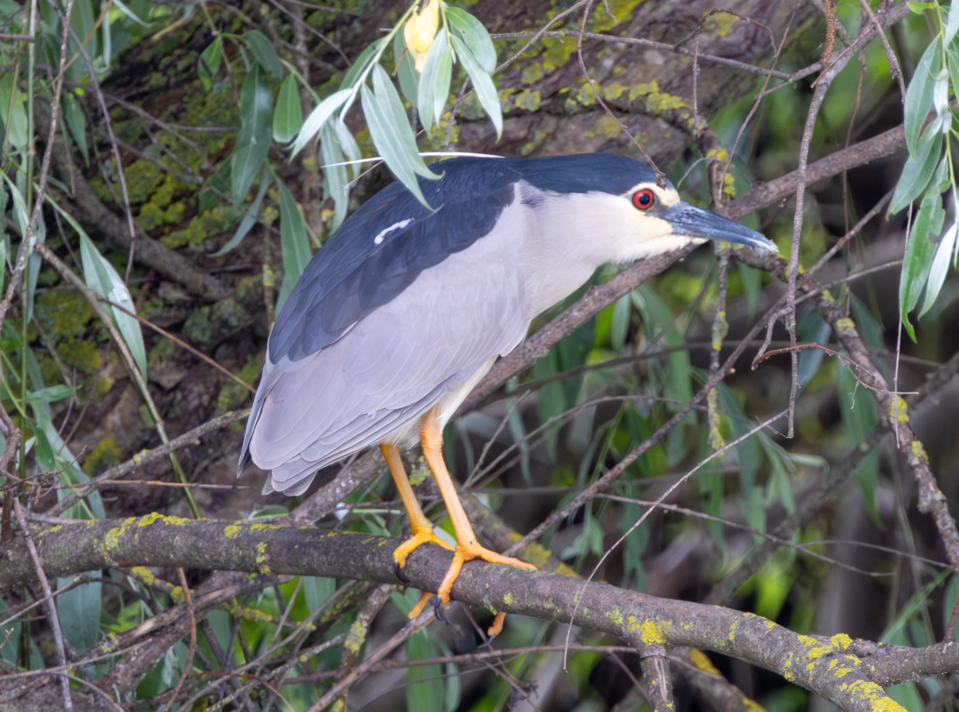 Black-crowned Night Heron, Danube Delta, Romania — photo by Adam Prugel-Bennett
