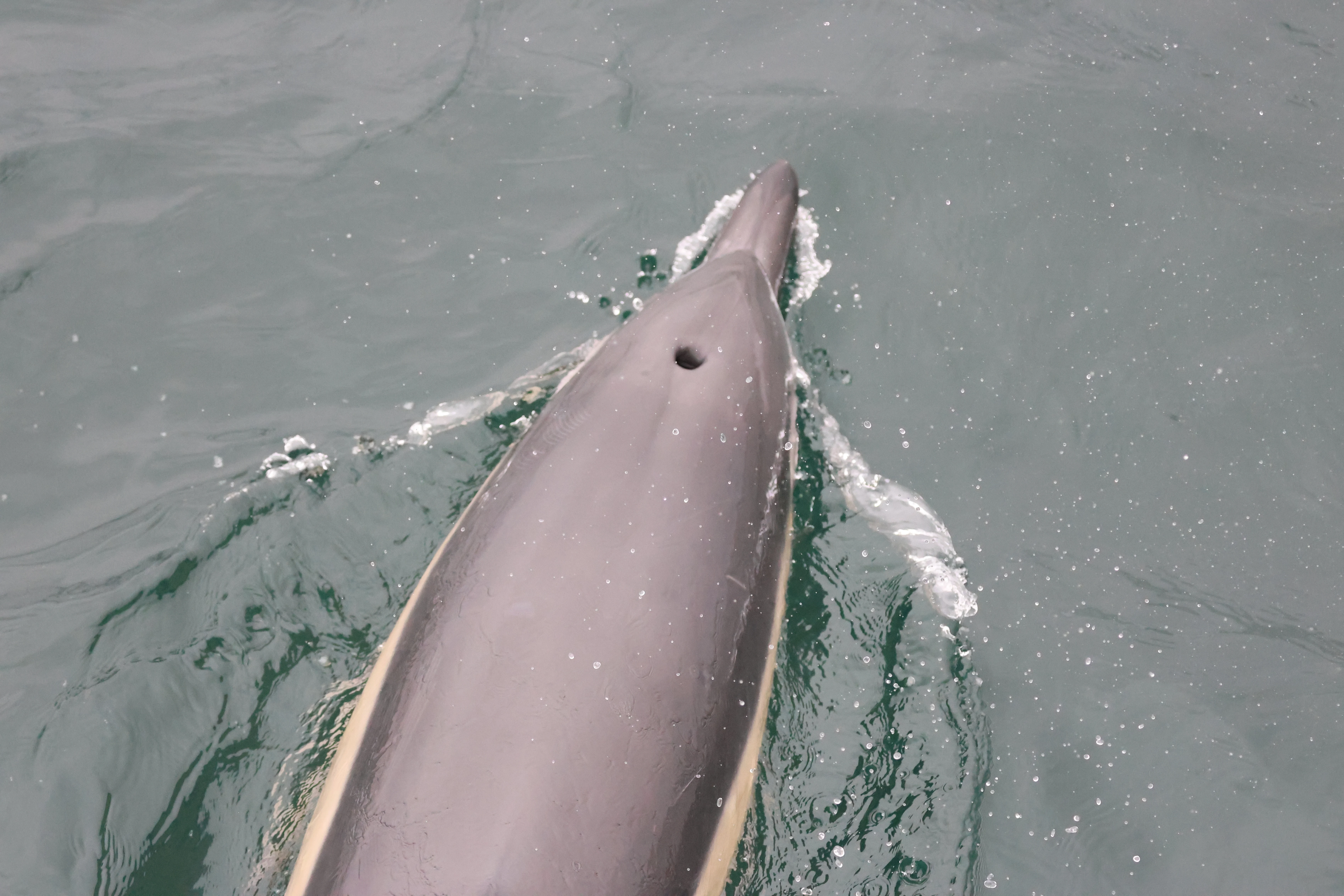Common dolphin, Falmouth, Cornwal, UK — photo by Adam Prugel-Bennett