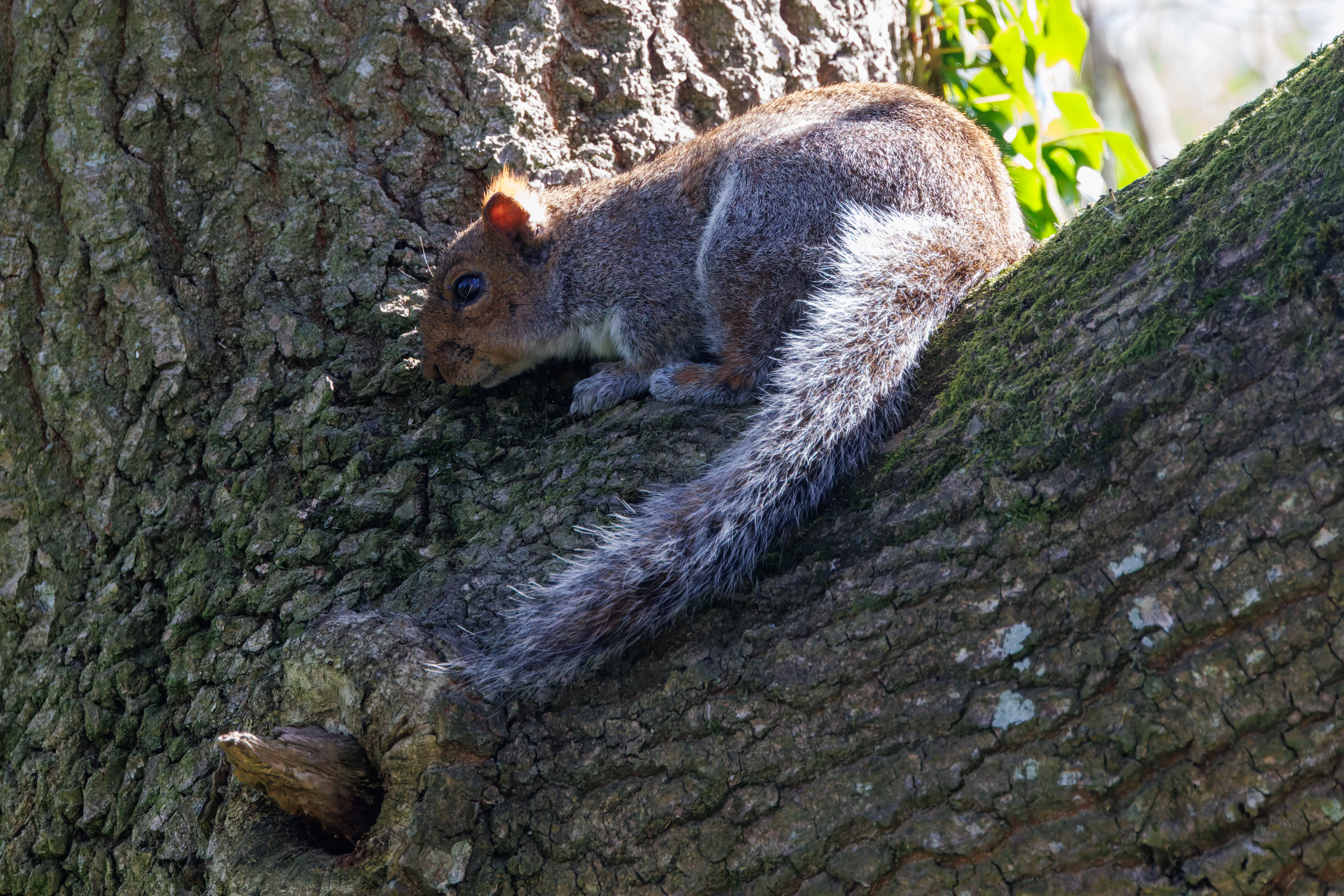 Grey Squirrel, Ham Wall, Somerset, UK — photo by Adam Prugel-Bennett