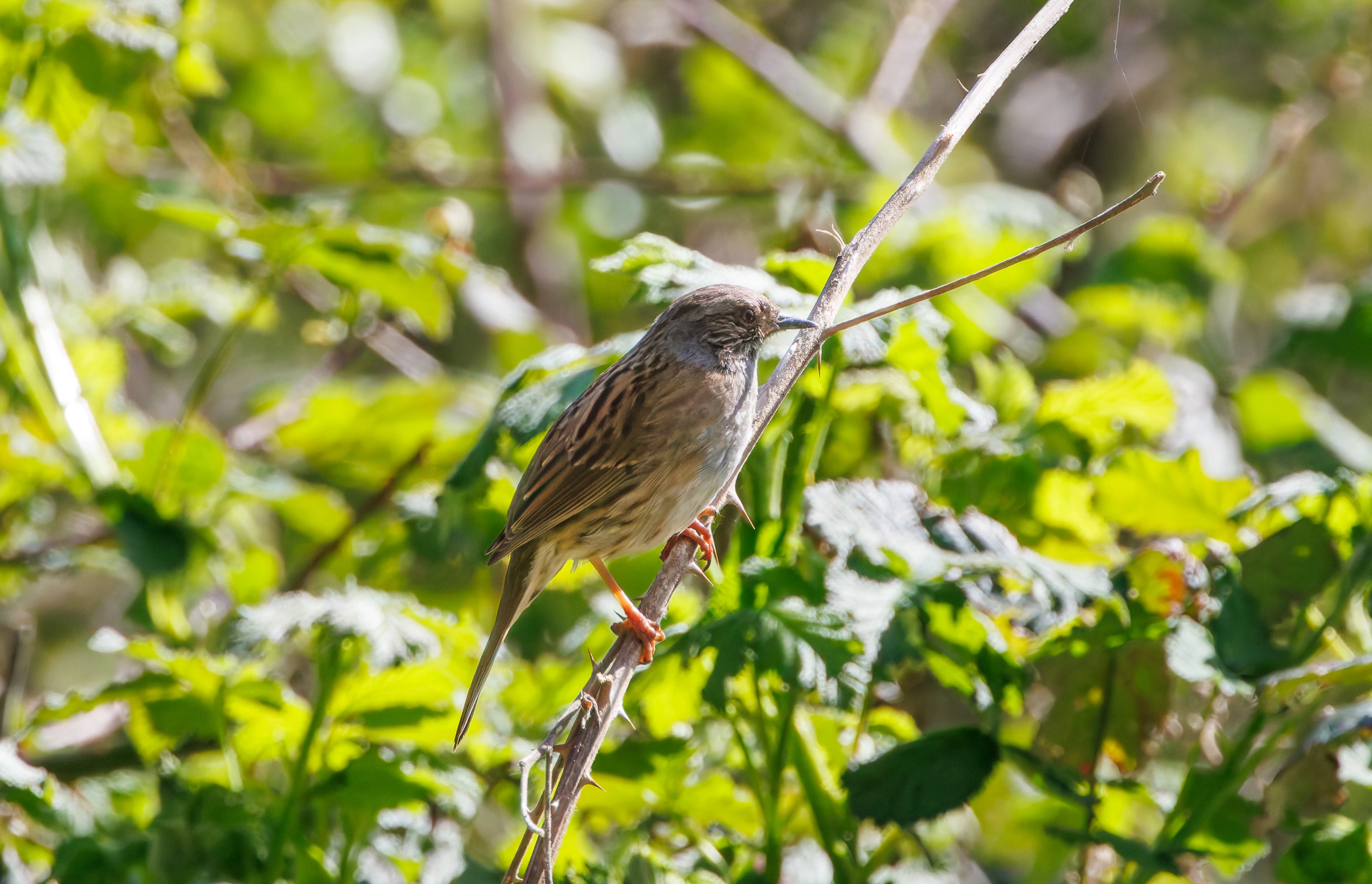 Dunnock, Ham Wall, Somerset, UK — photo by Adam Prugel-Bennett