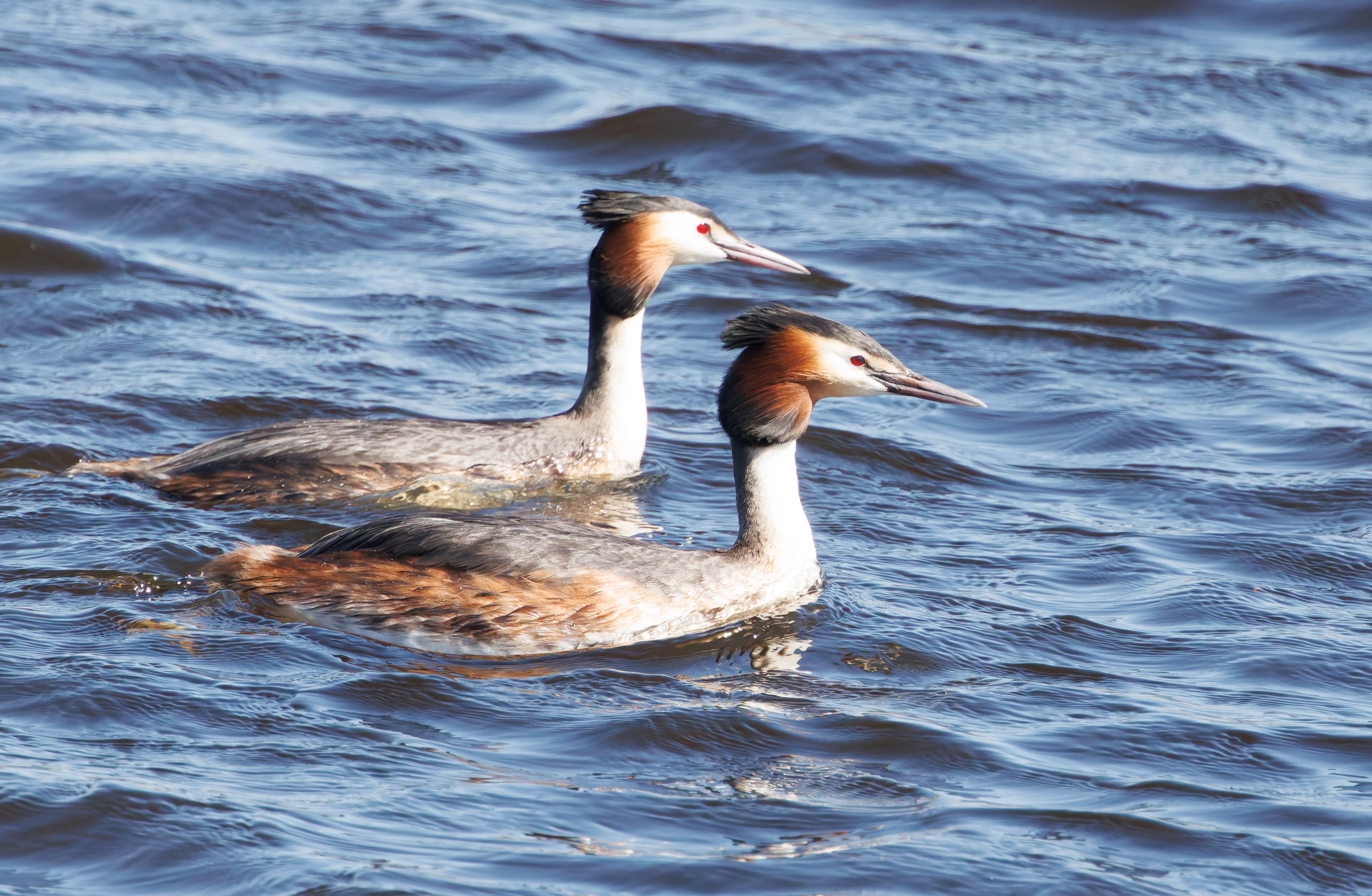 Great Crested Grebes, Ham Wall, Somerset, UK — photo by Adam Prugel-Bennett