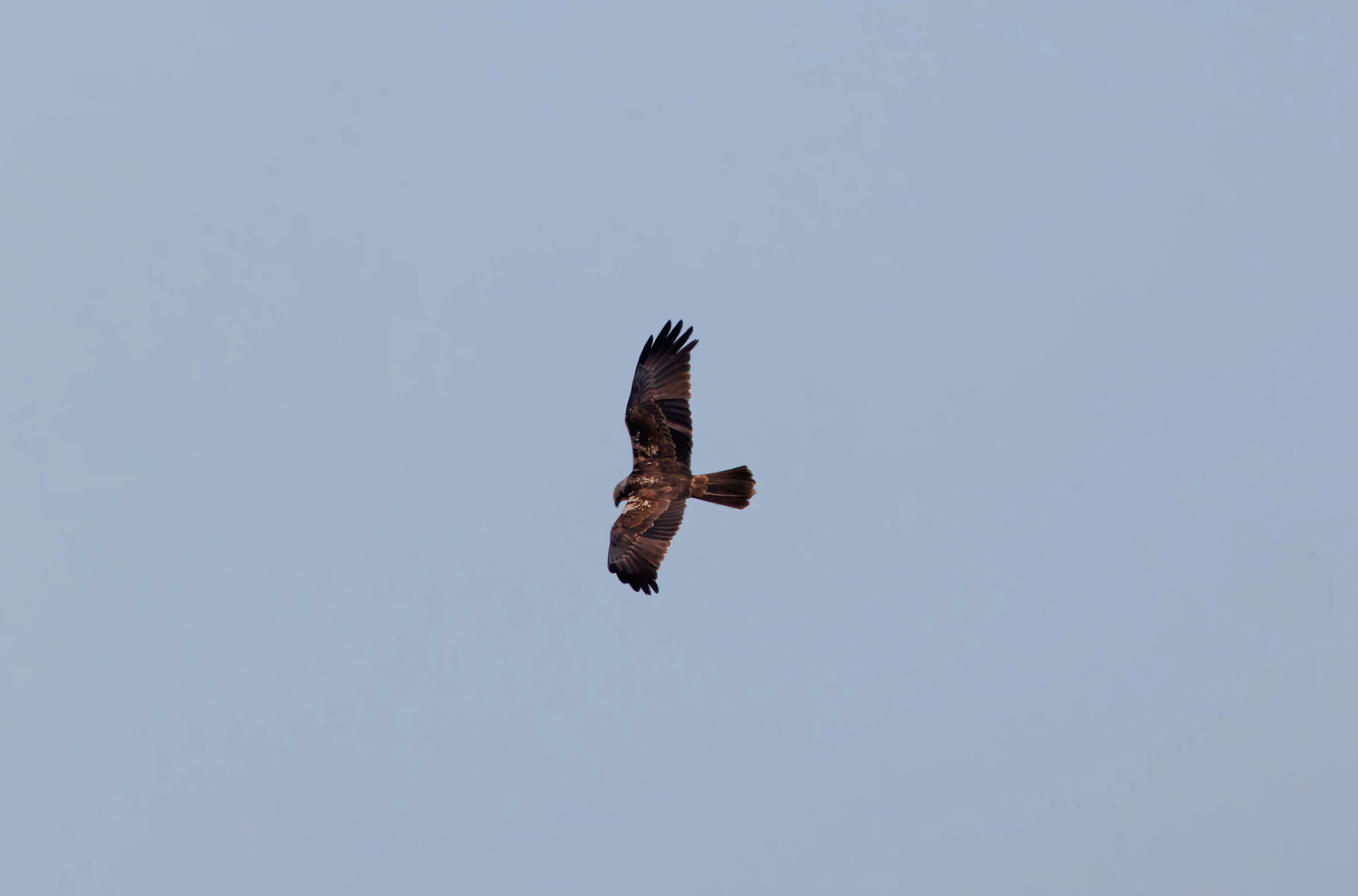 Female Marsh Harrier, Ham Wall, Somerset, UK — photo by Adam Prugel-Bennett