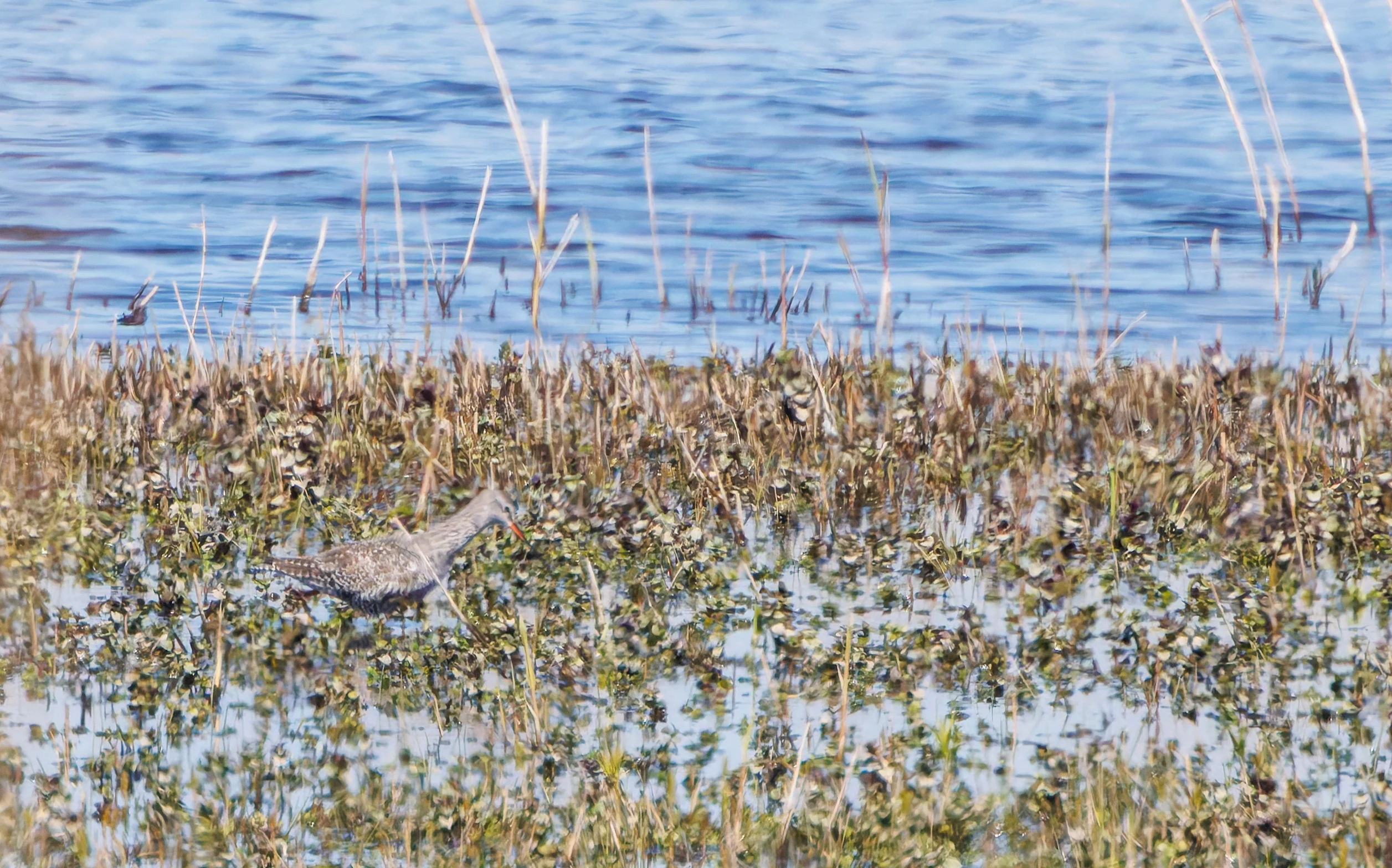 Spotted Redshank, Ham Wall, Somerset, UK — photo by Adam Prugel-Bennett