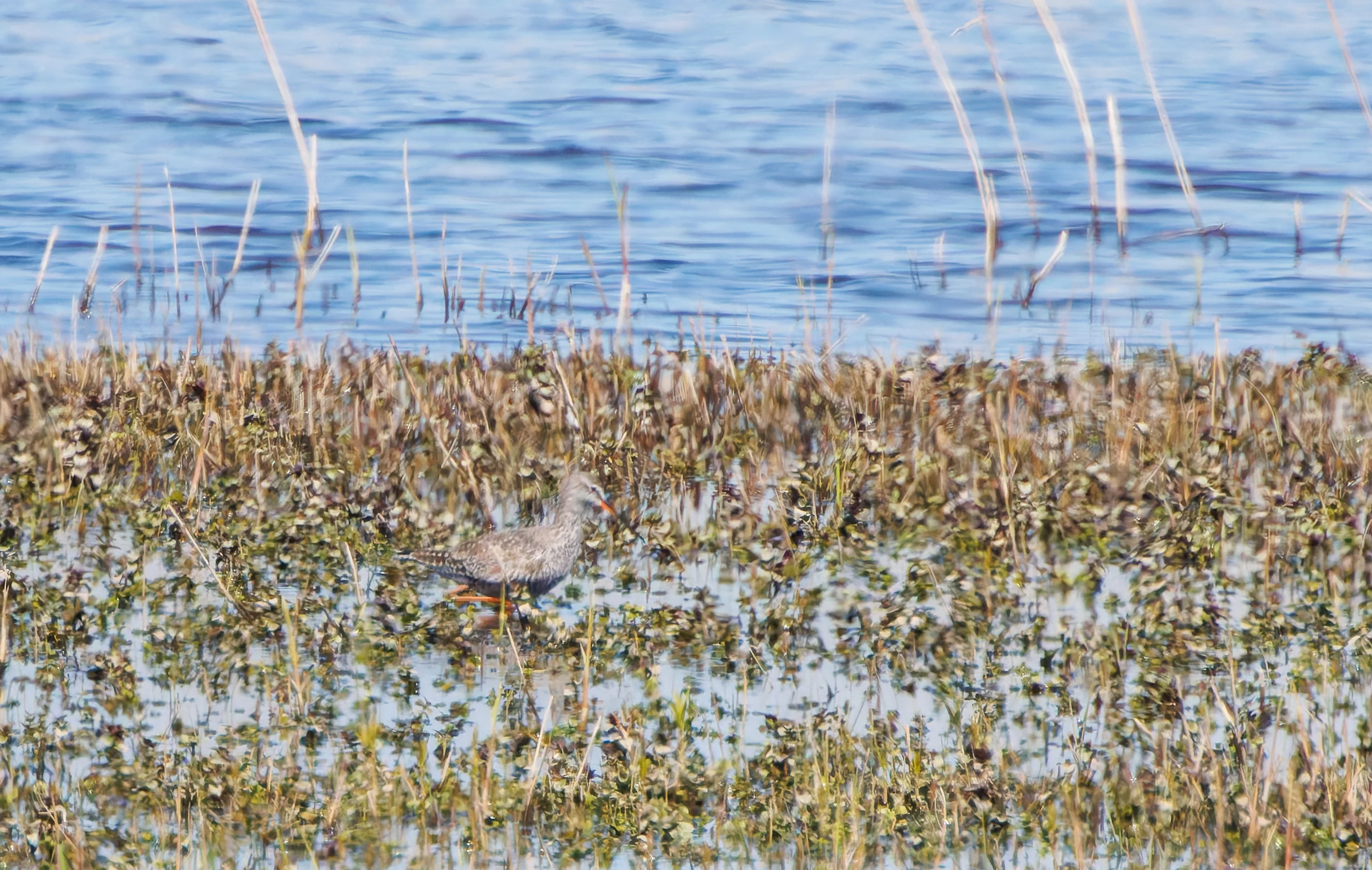 Spotted Redshank, Ham Wall, Somerset, UK — photo by Adam Prugel-Bennett
