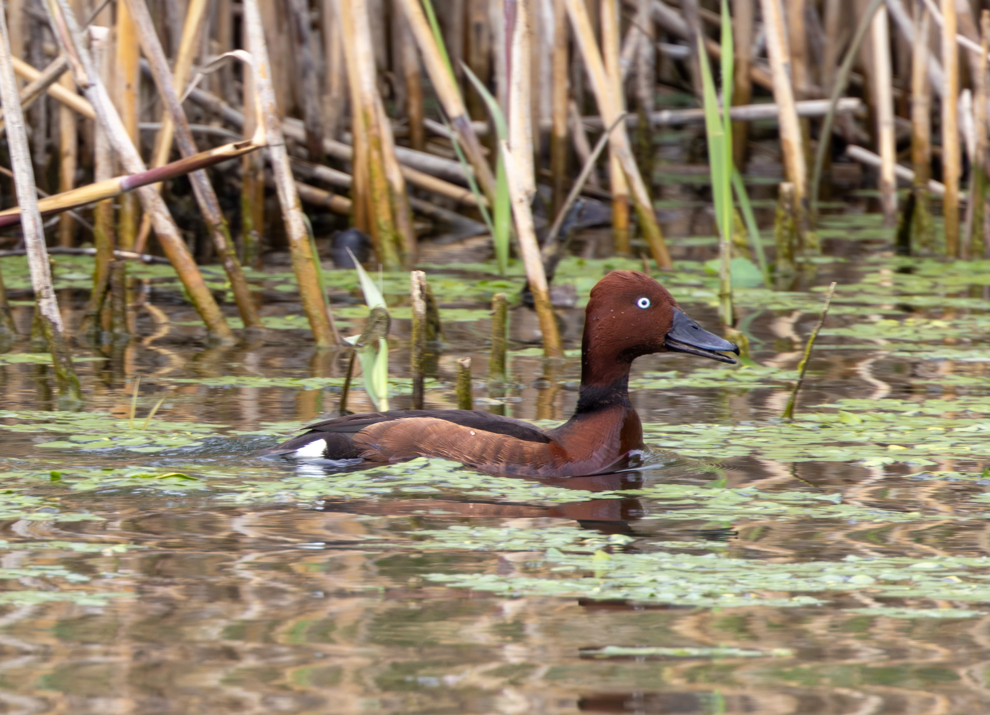 Ferruginous Duck, Danube Delta, Romania — photo by Adam Prugel-Bennett