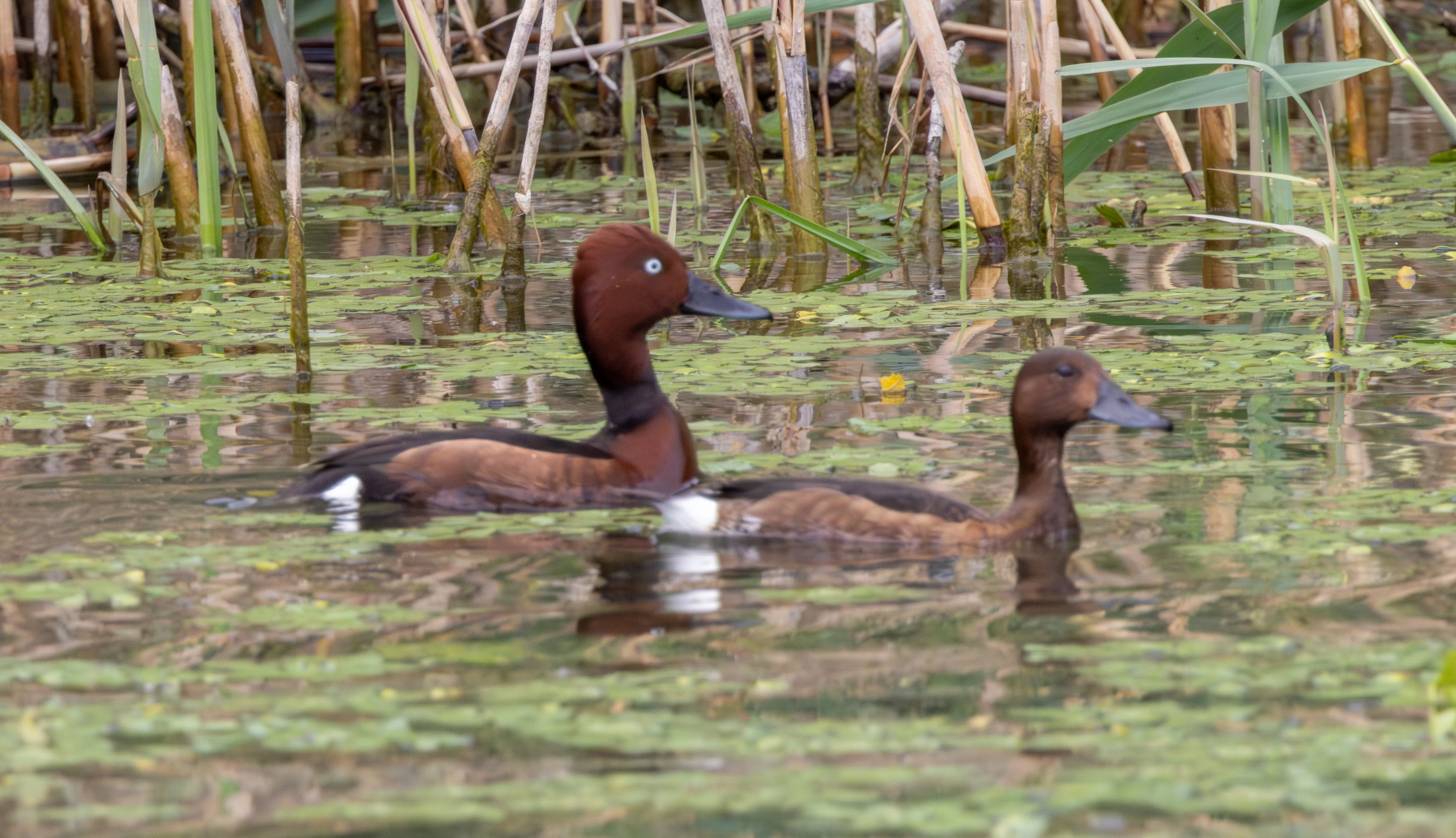 Common Pochard pair, Danube Delta, Romania — photo by Adam Prugel-Bennett
