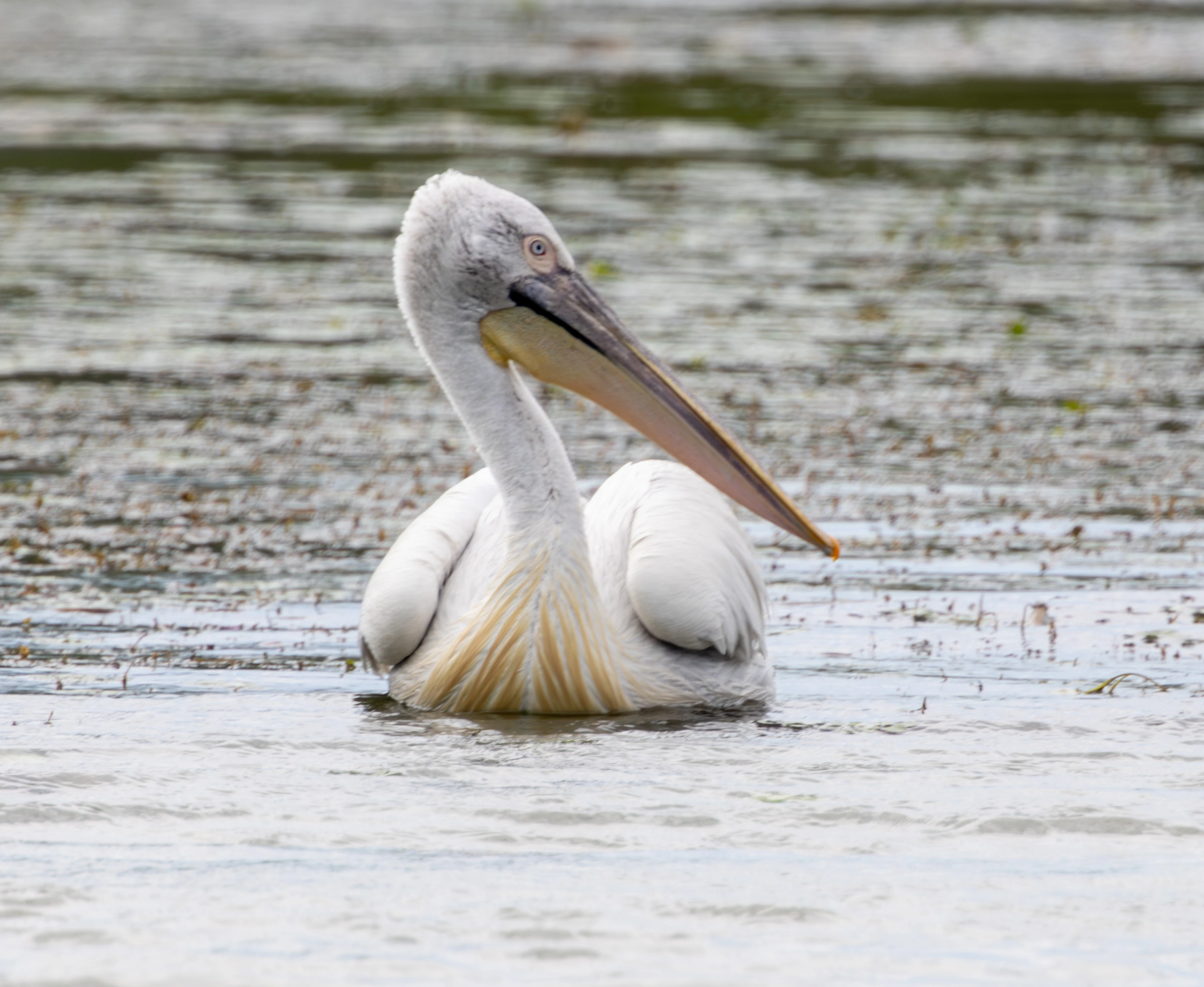 Dalmatian Pelican, Danube Delta, Romania — photo by Adam Prugel-Bennett