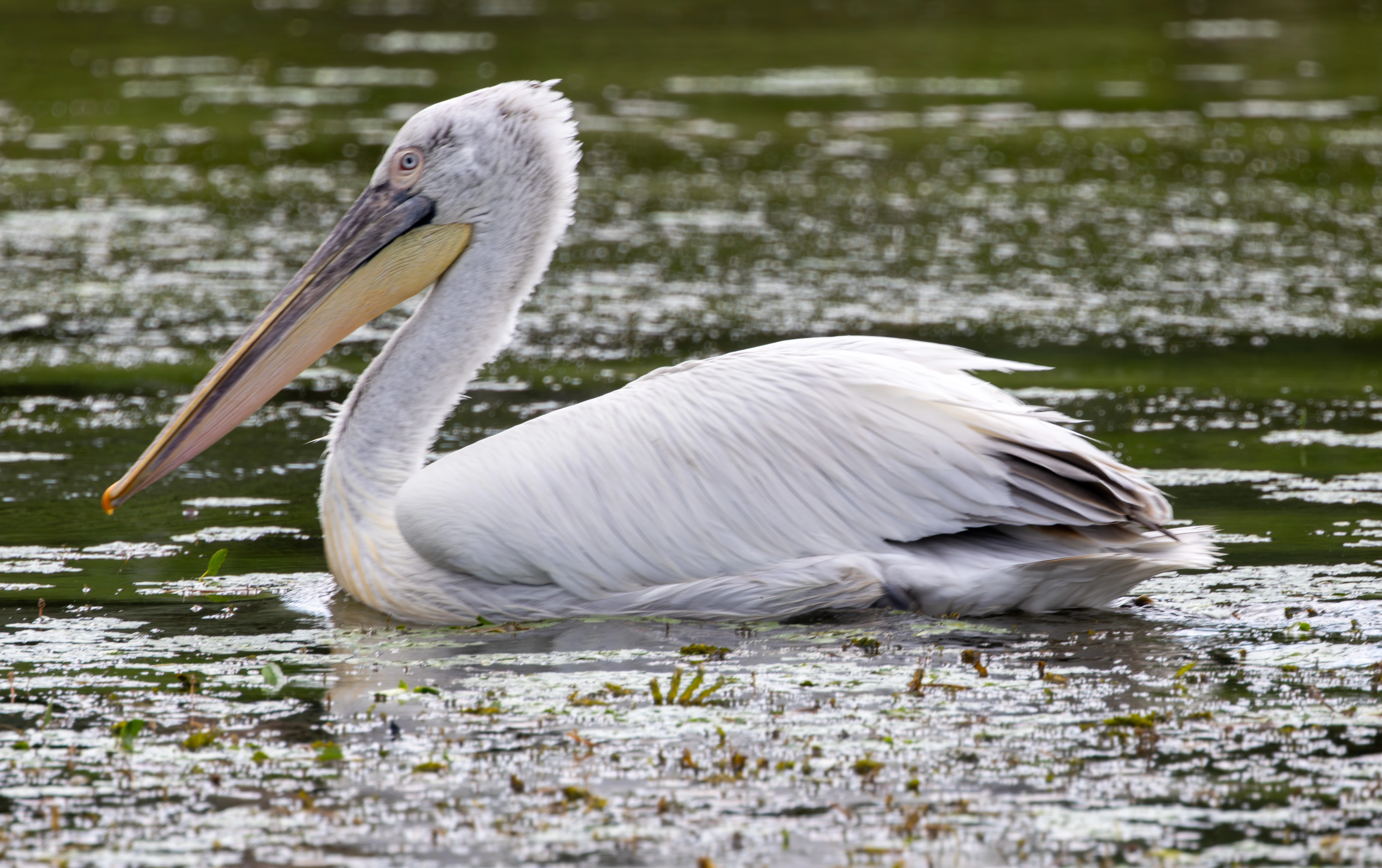 Dalmatian Pelican, Danube Delta, Romania — photo by Adam Prugel-Bennett