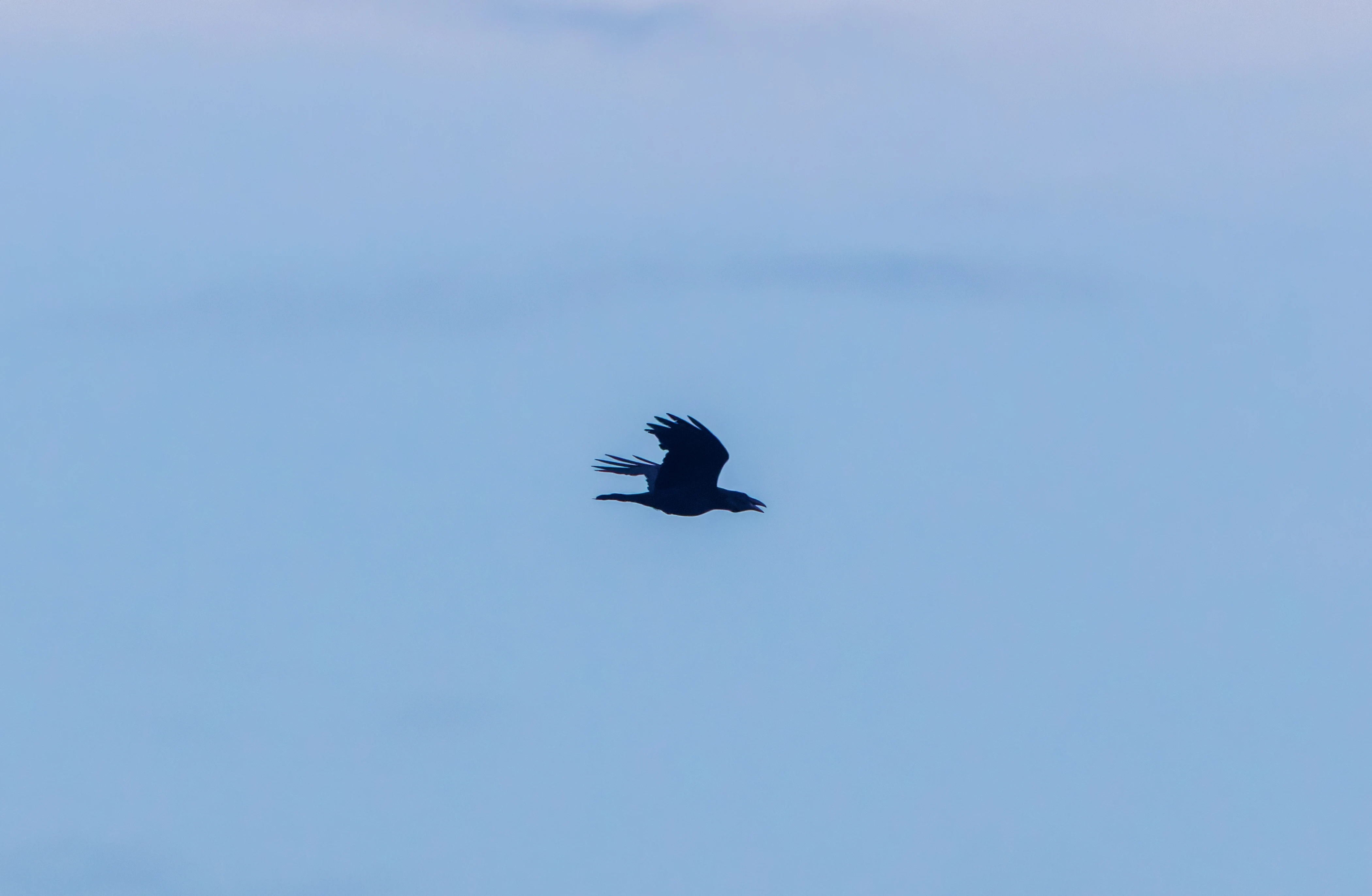 Raven, Pig Bush, Hampshire, UK — photo by Adam Prugel-Bennett