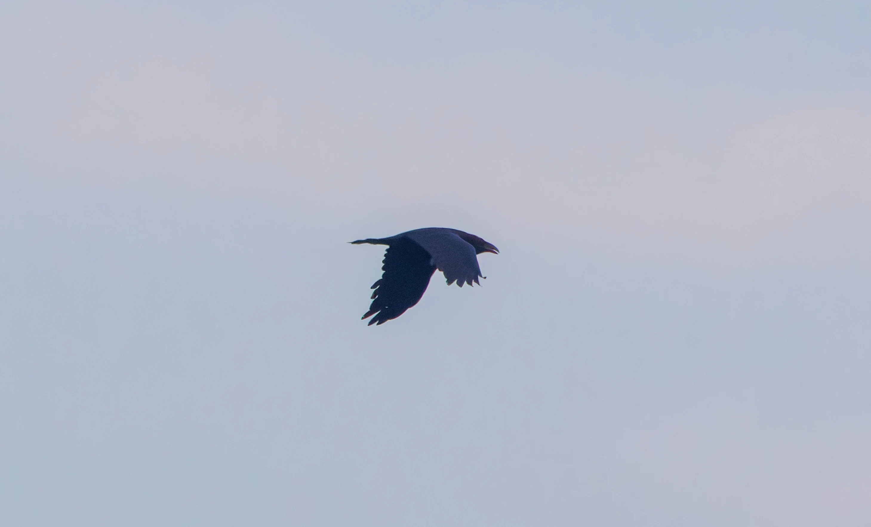 Raven, Pig Bush, Hampshire, UK — photo by Adam Prugel-Bennett