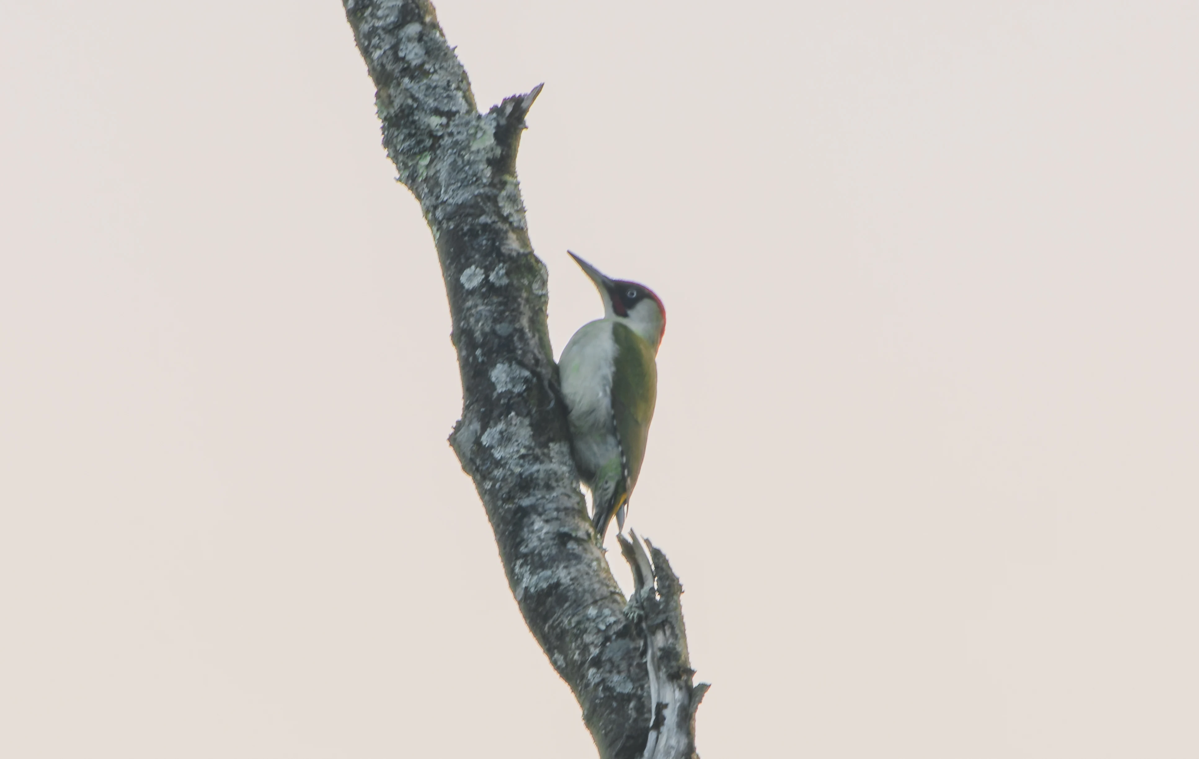 Green Woodpecker, Pig Bush, Hampshire, UK — photo by Adam Prugel-Bennett