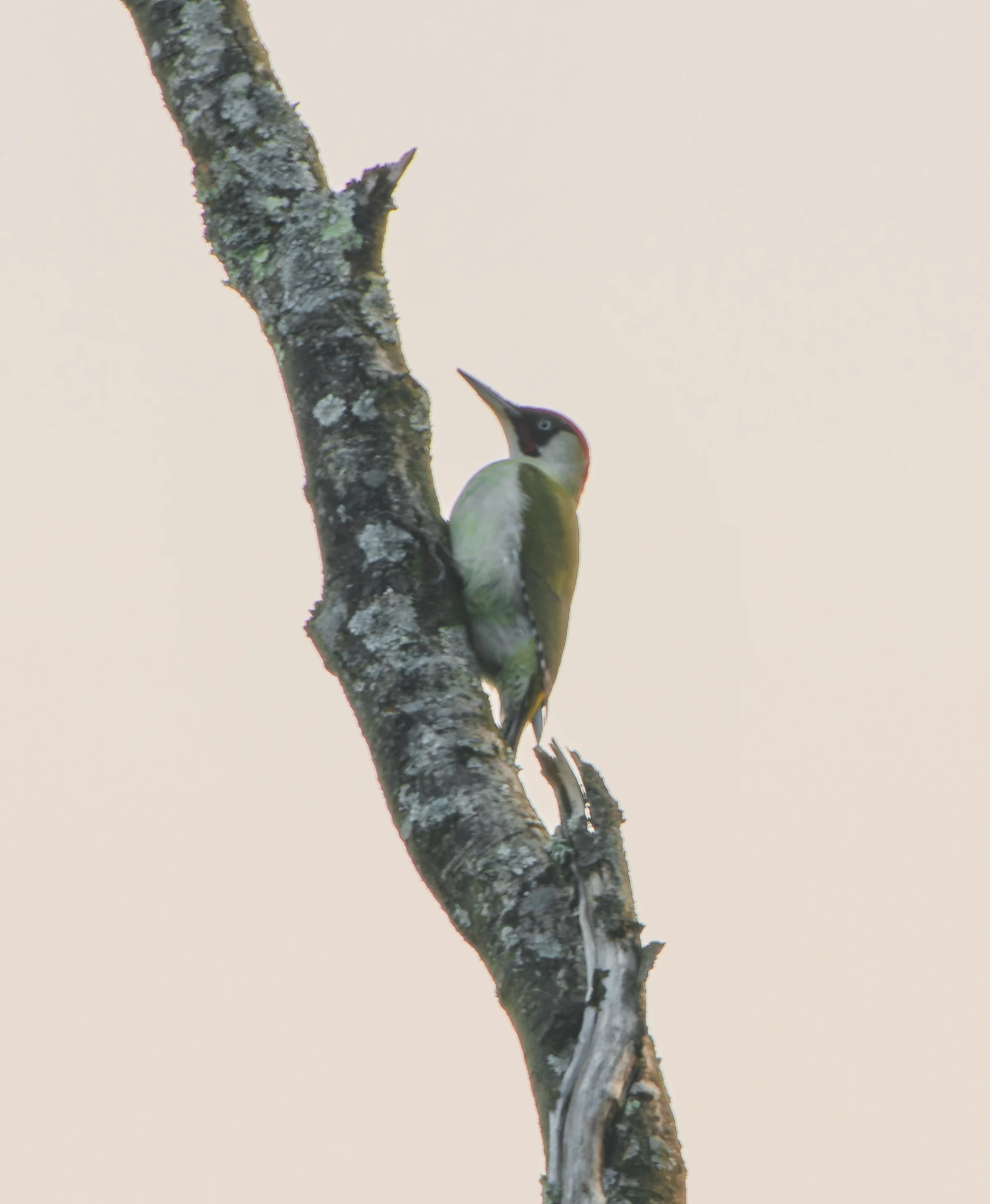 Green Woodpecker, Pig Bush, Hampshire, UK — photo by Adam Prugel-Bennett