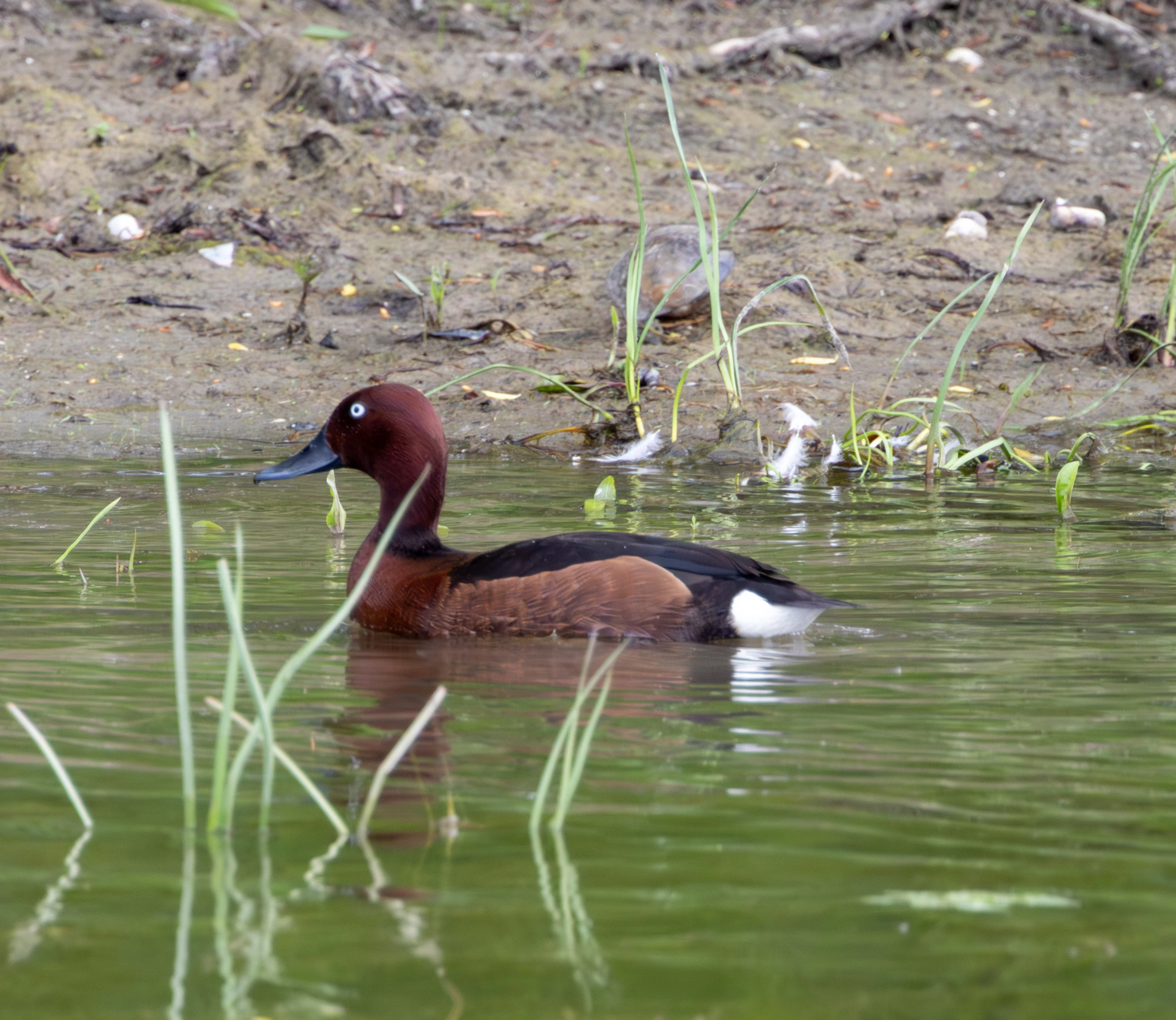 Ferruginous Duck, Danube Delta, Romania — photo by Adam Prugel-Bennett