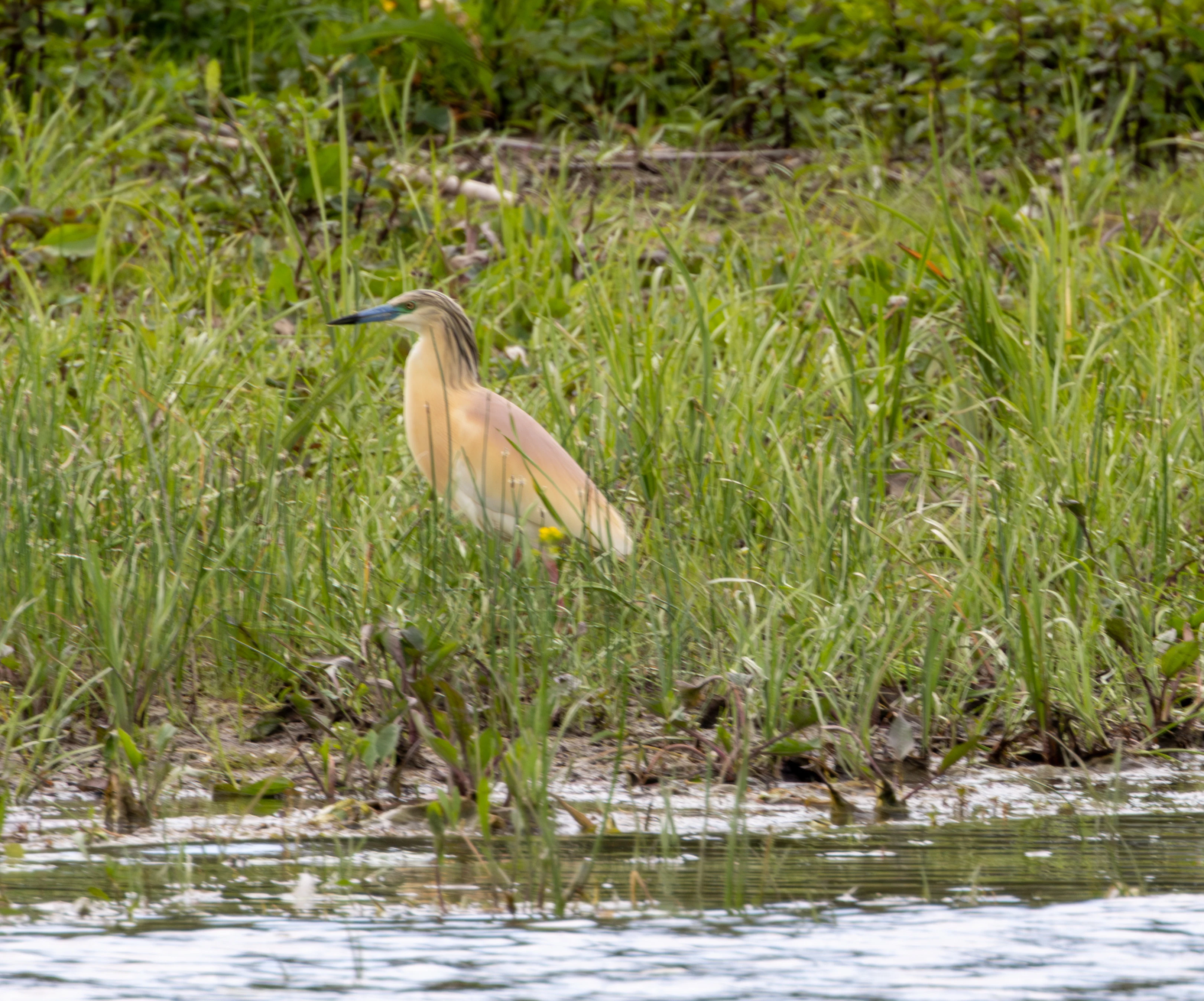 Squacco Heron, Danube Delta, Romania — photo by Adam Prugel-Bennett