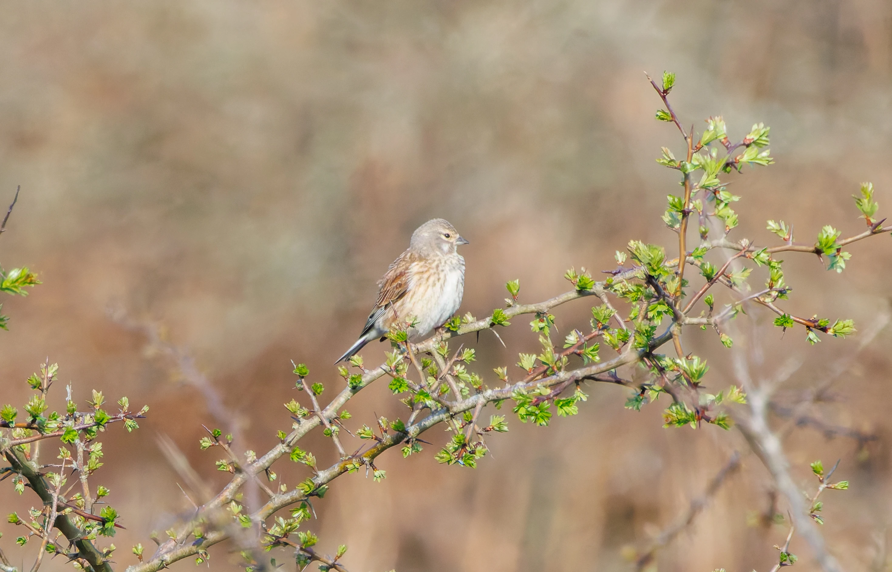 Linnet, Pig Bush, Hampshire, UK — photo by Adam Prugel-Bennett