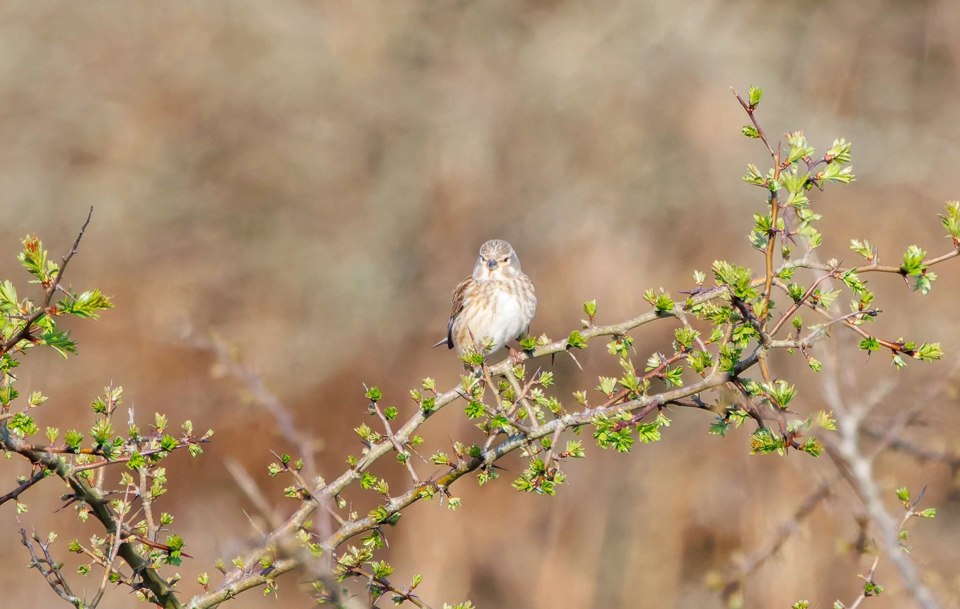 Linnet, Pig Bush, Hampshire, UK — photo by Adam Prugel-Bennett